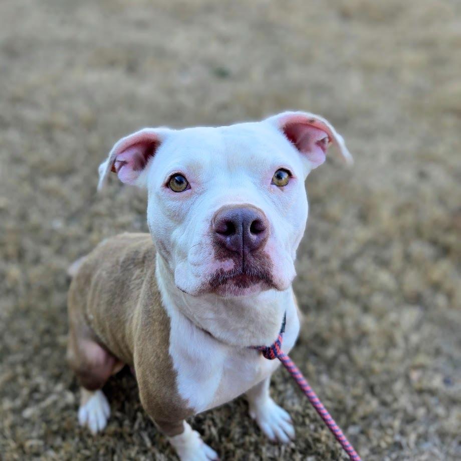 Enlarge Mama, a Adoptable Pit Bull Terrier in Douglasville, GA image 3/4