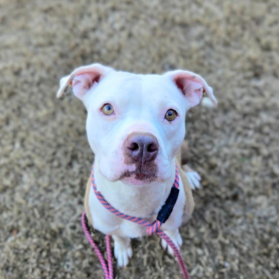 Enlarge Mama, a Adoptable Pit Bull Terrier in Douglasville, GA image 4/4