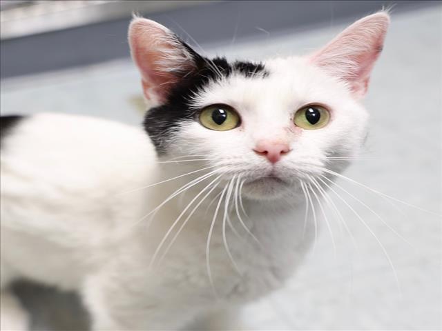 Enlarge MOO MOO, a Adoptable Domestic Short Hair in Wilmington, NC image 1/1