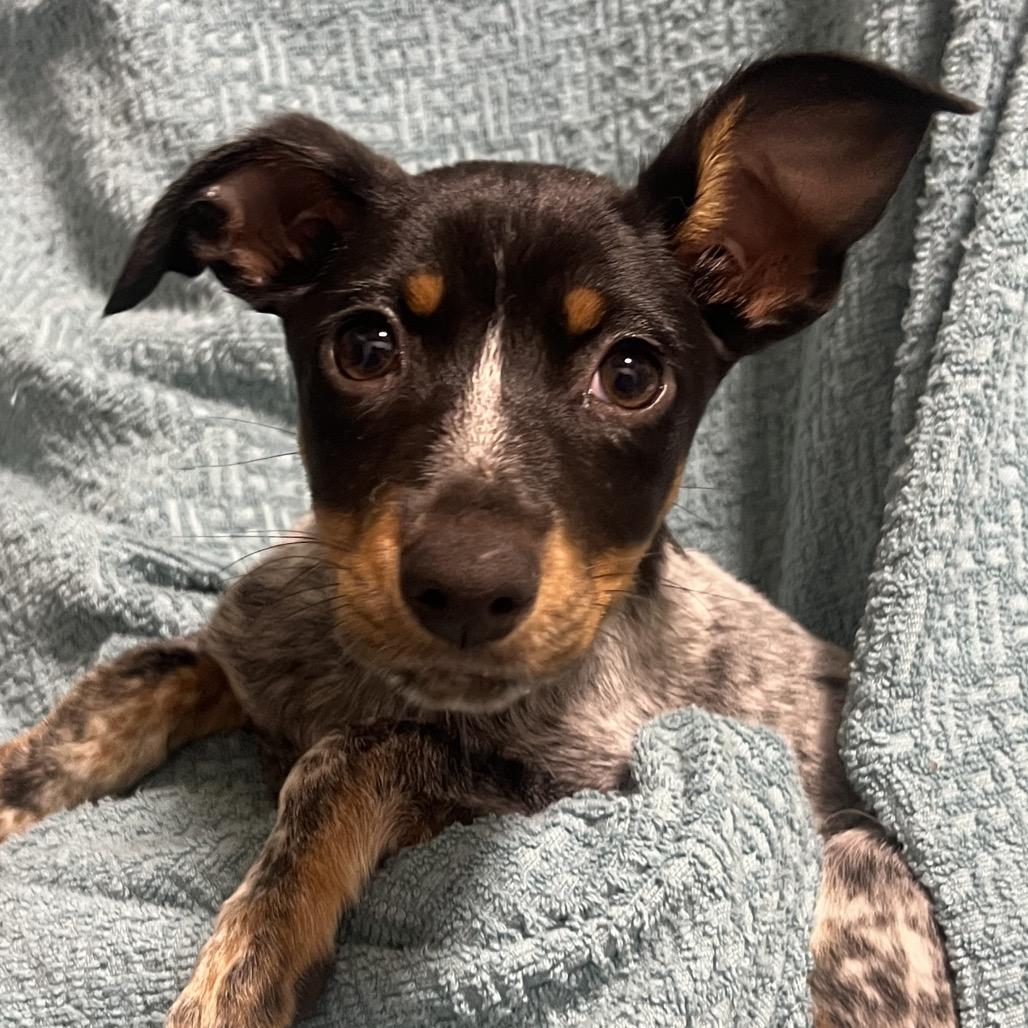 Okra, a Adoptable mixed breed in Hattiesburg, MS image 1/3