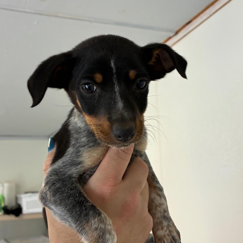 Okra, a Adoptable mixed breed in Hattiesburg, MS image 2/3