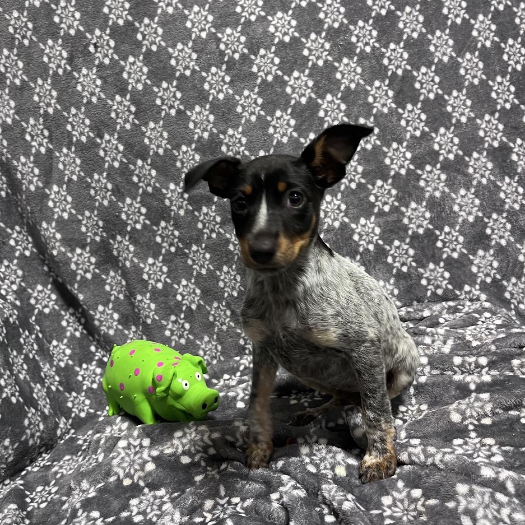 Okra, a Adoptable mixed breed in Hattiesburg, MS image 3/3