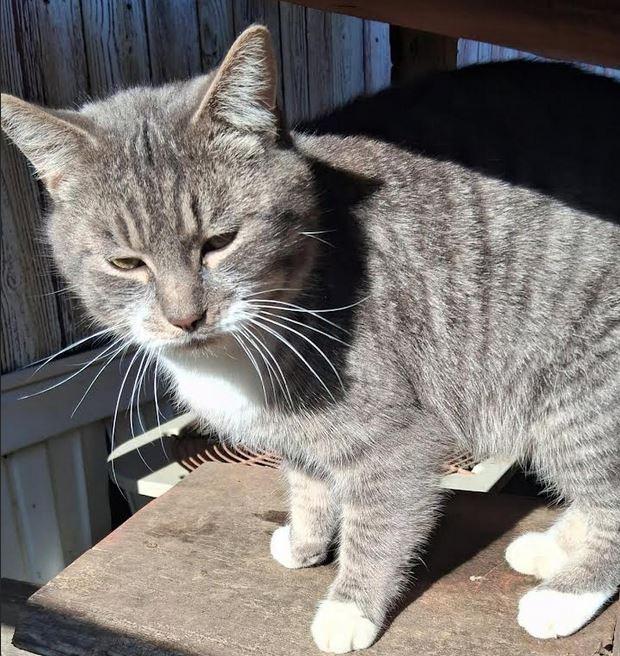 Emmett, Adoptable, Young Male Domestic Short Hair.