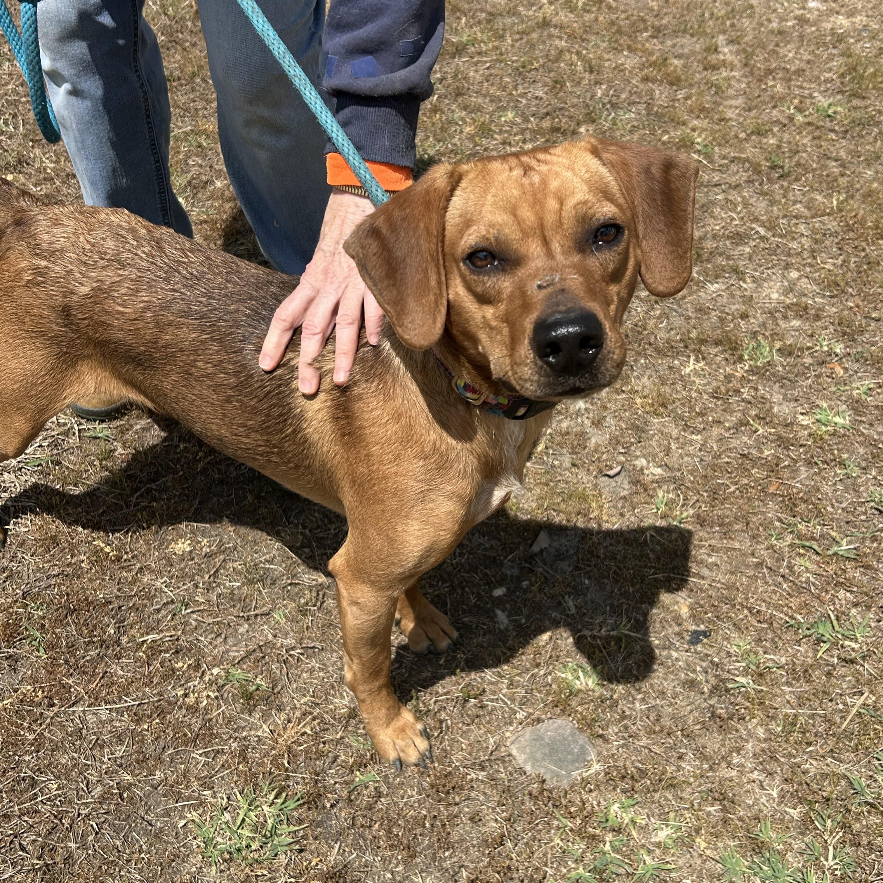Enlarge Ernesto, a ADOPTABLE mixed breed in Charles City, VA image 3/4
