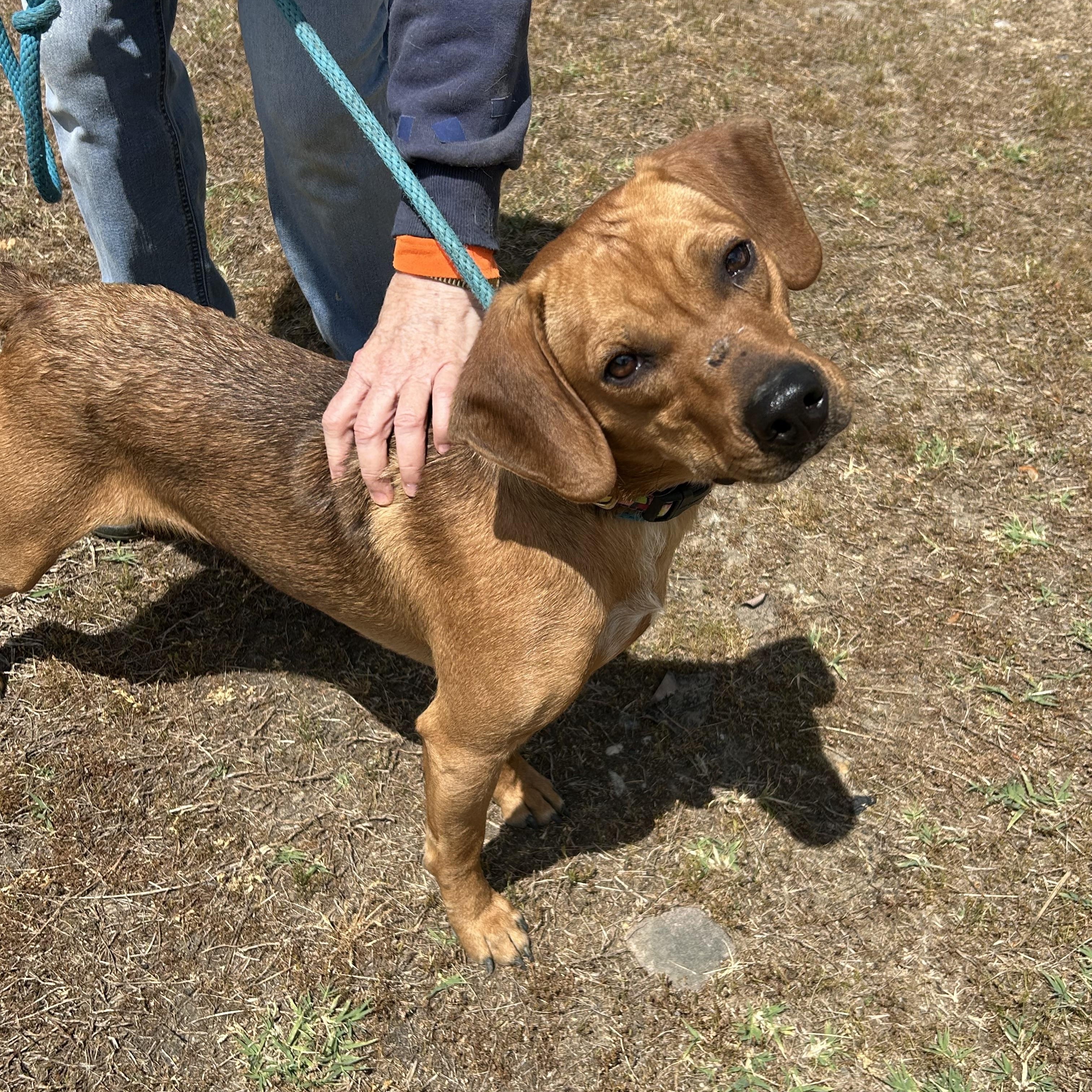 Enlarge Ernesto, a ADOPTABLE mixed breed in Charles City, VA image 2/4
