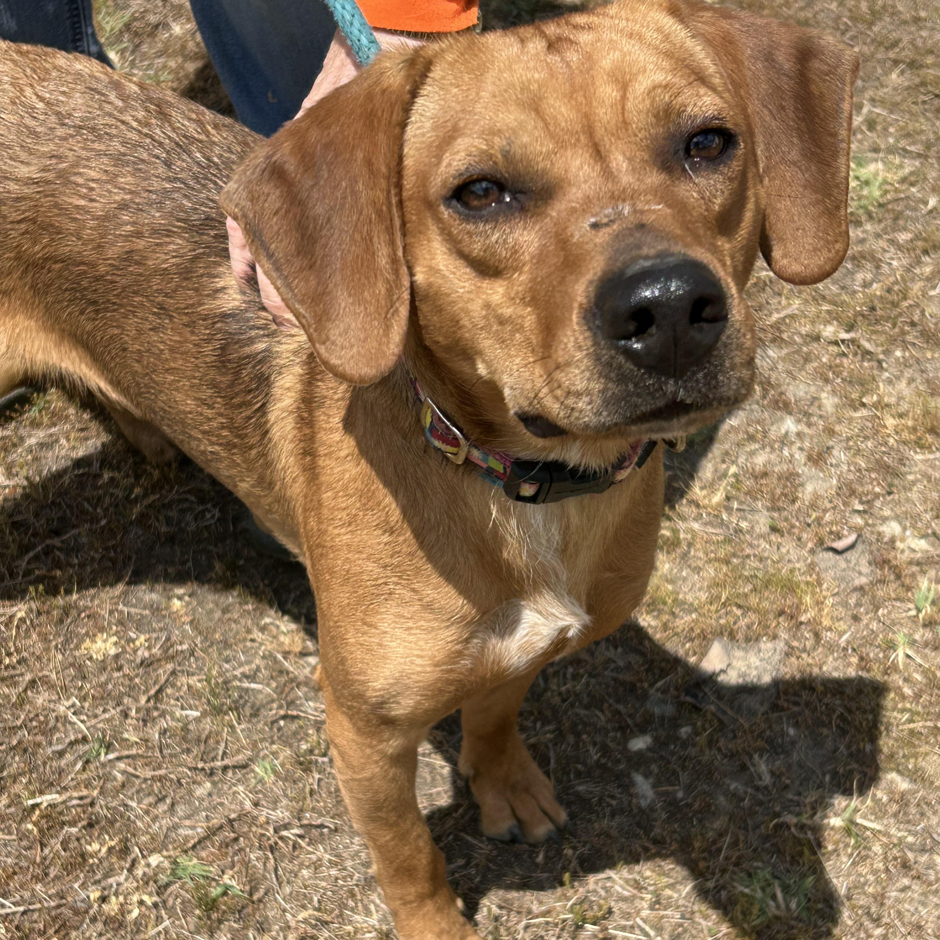 Ernesto, ADOPTABLE, Adult Male Hound.