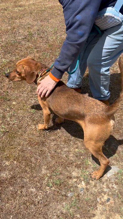 Enlarge Ernesto, a ADOPTABLE mixed breed in Charles City, VA video 4/4