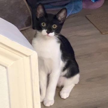 Apallo, Adoptable, Young Male Domestic Short Hair.