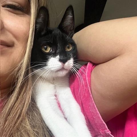 Enlarge Apallo, a Adoptable Domestic Short Hair in Houston, TX image 2/6