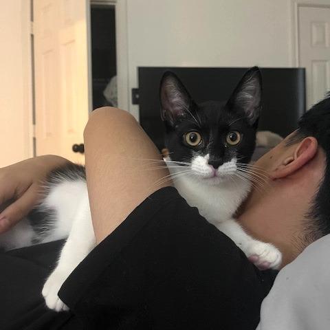 Enlarge Apallo, a Adoptable Domestic Short Hair in Houston, TX image 6/6