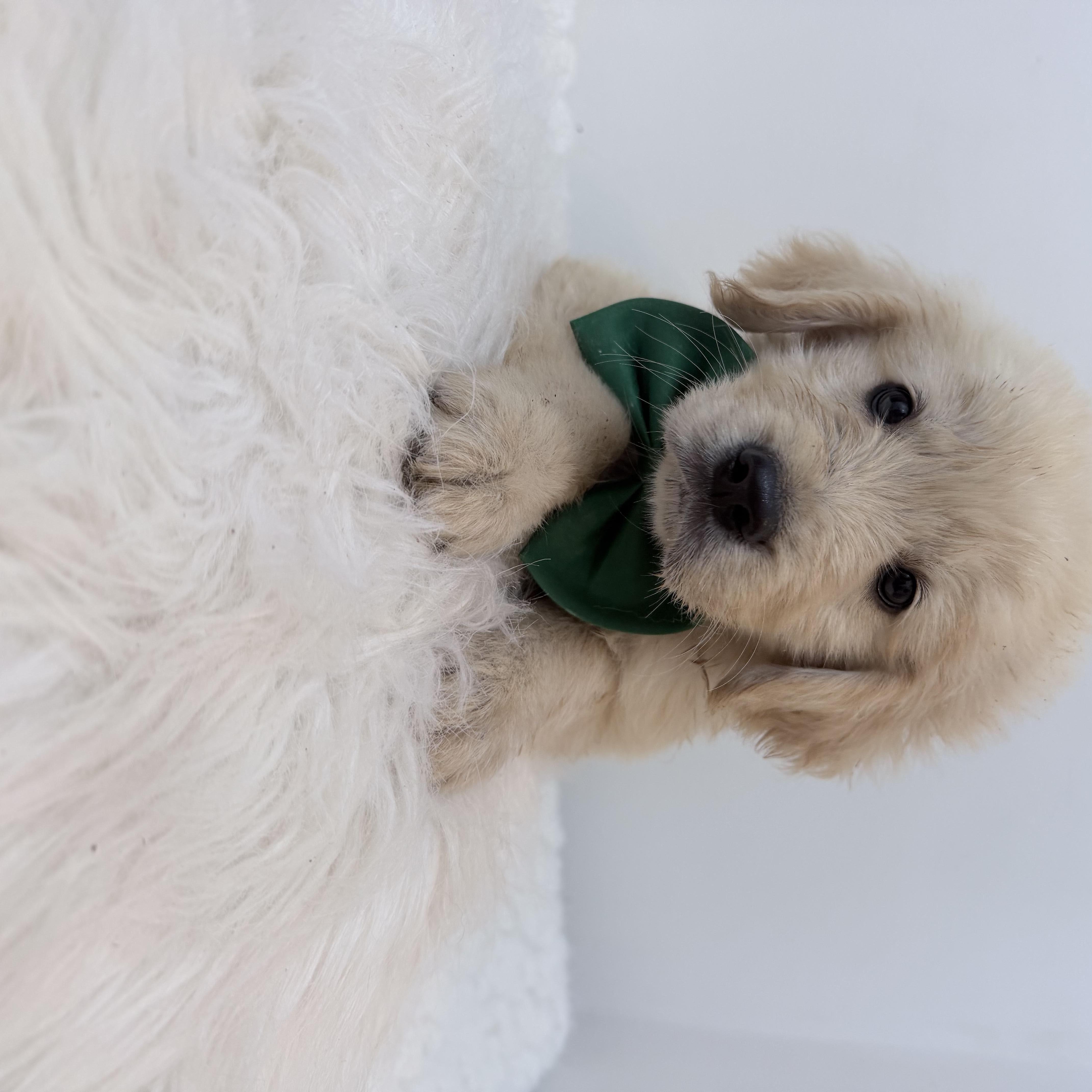 Enlarge Tumi, a Adoptable Golden Retriever in Wrightstown, NJ image 5/5