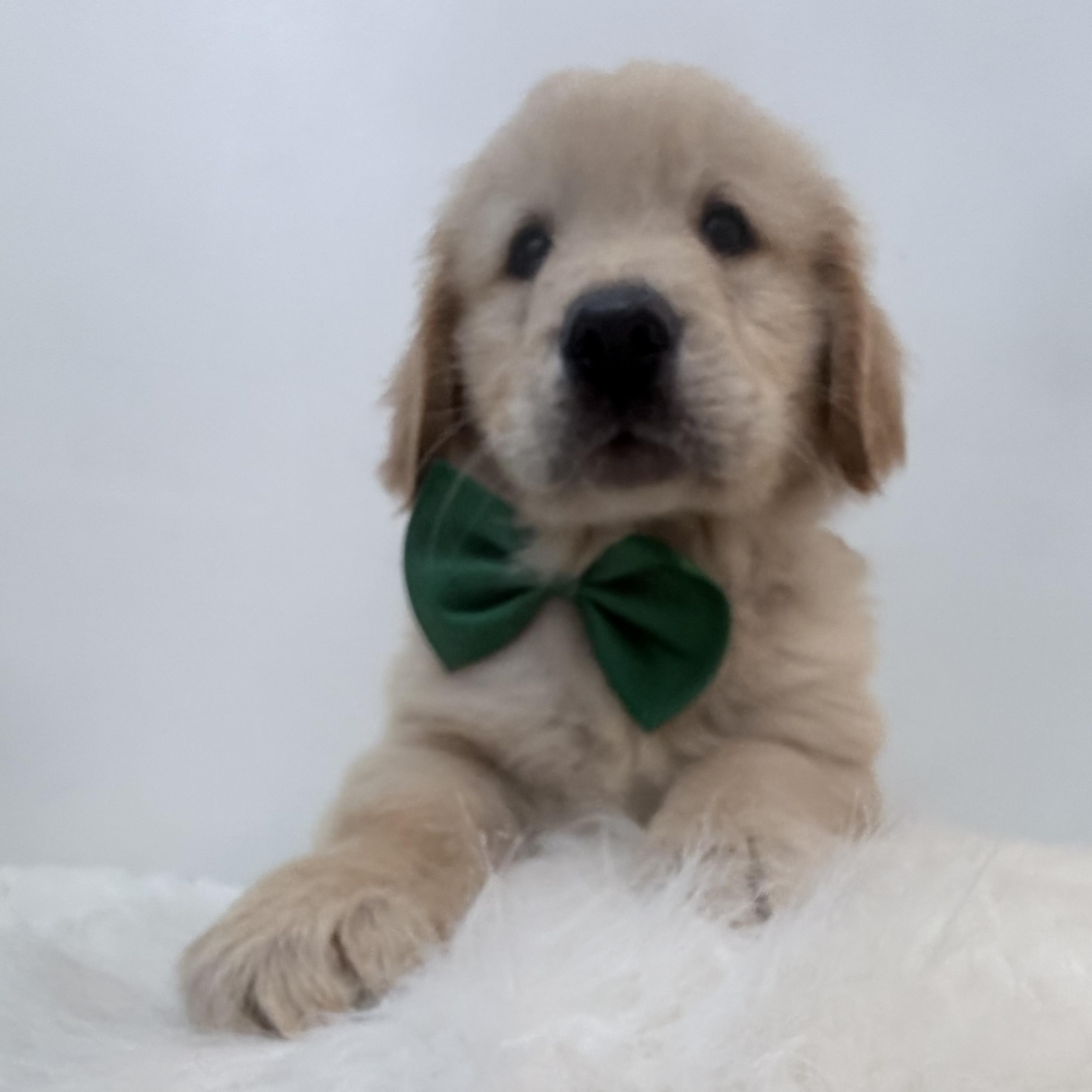 Tumi, Adoptable, Puppy Male Golden Retriever.