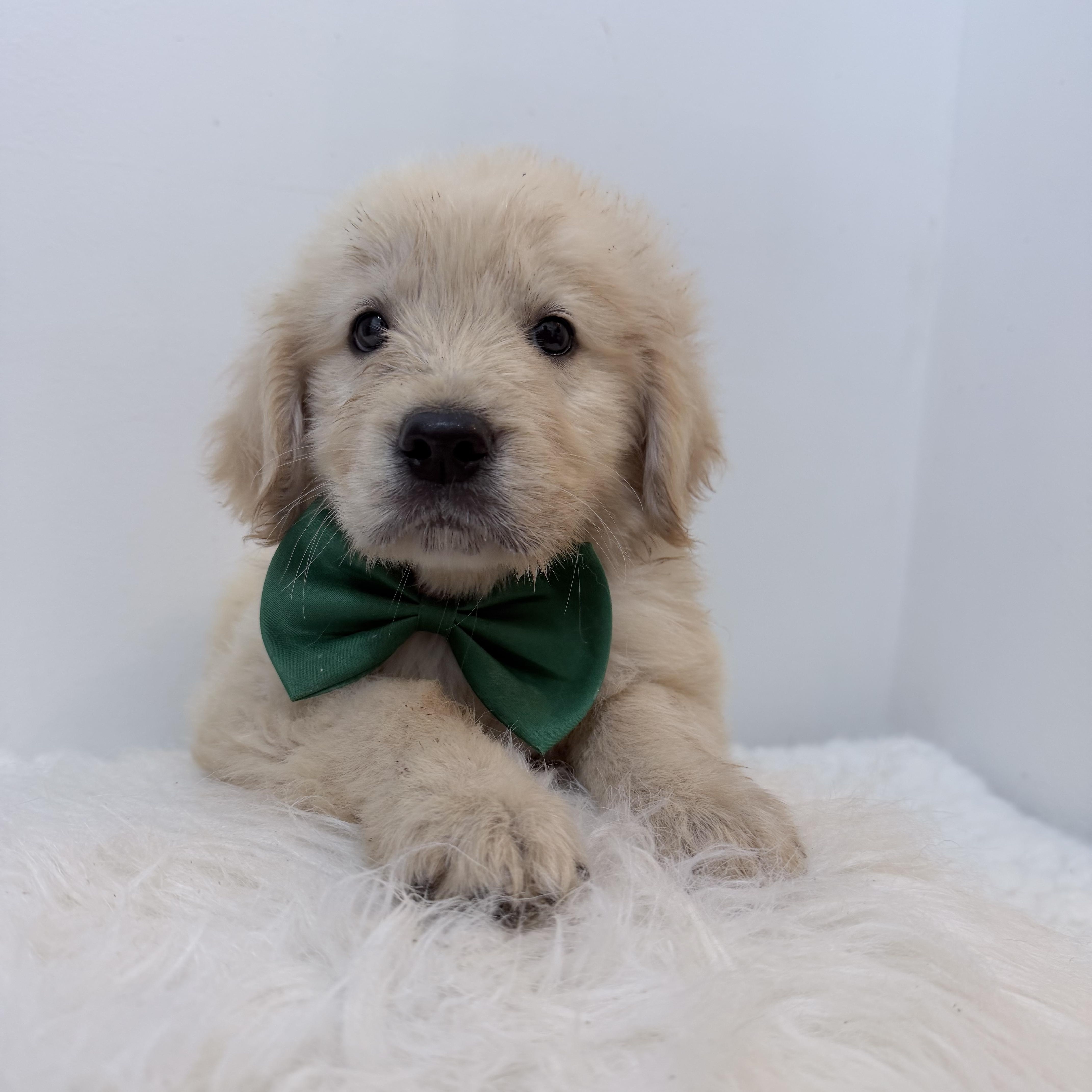 Enlarge Tumi, a Adoptable Golden Retriever in Wrightstown, NJ image 2/5