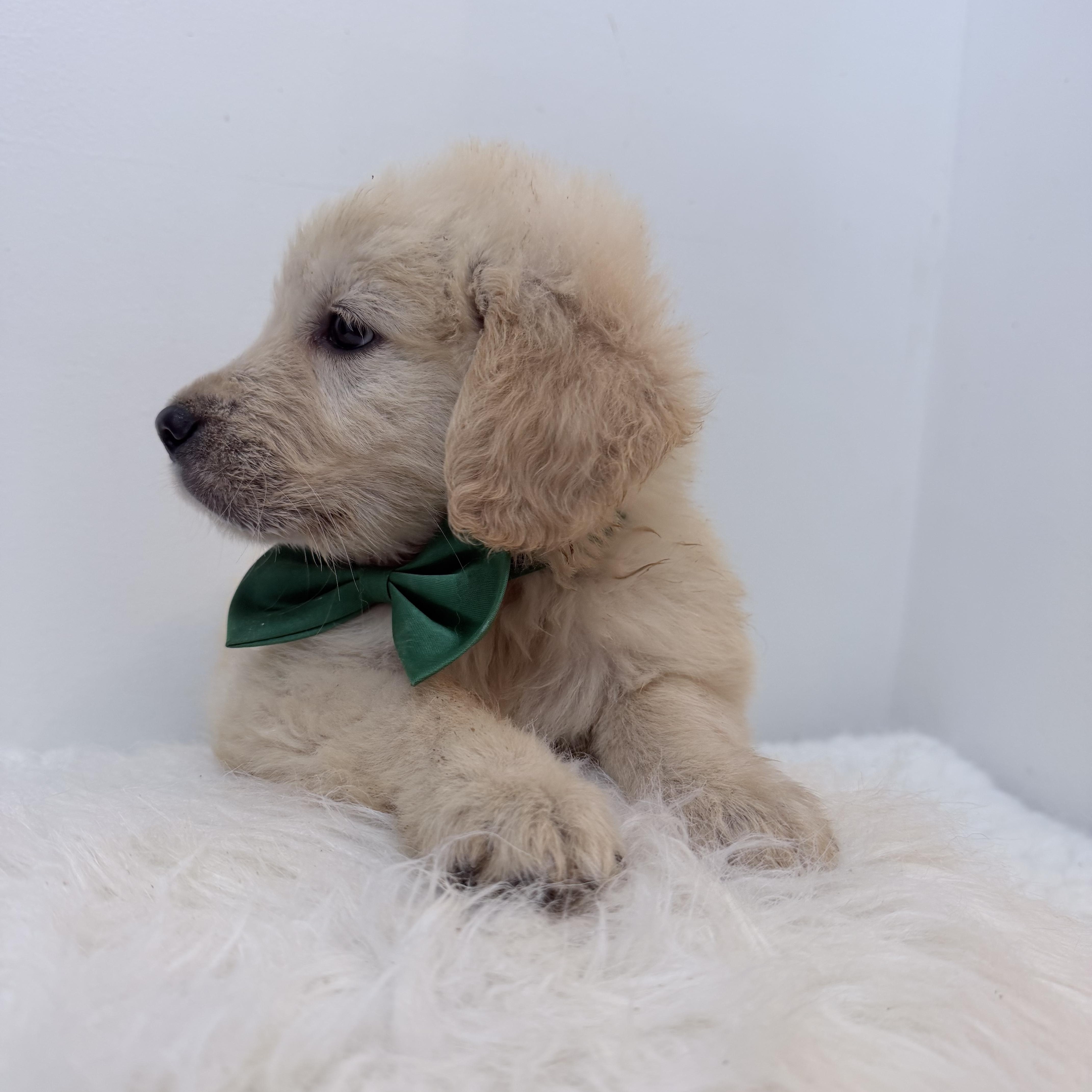 Enlarge Tumi, a Adoptable Golden Retriever in Wrightstown, NJ image 4/5