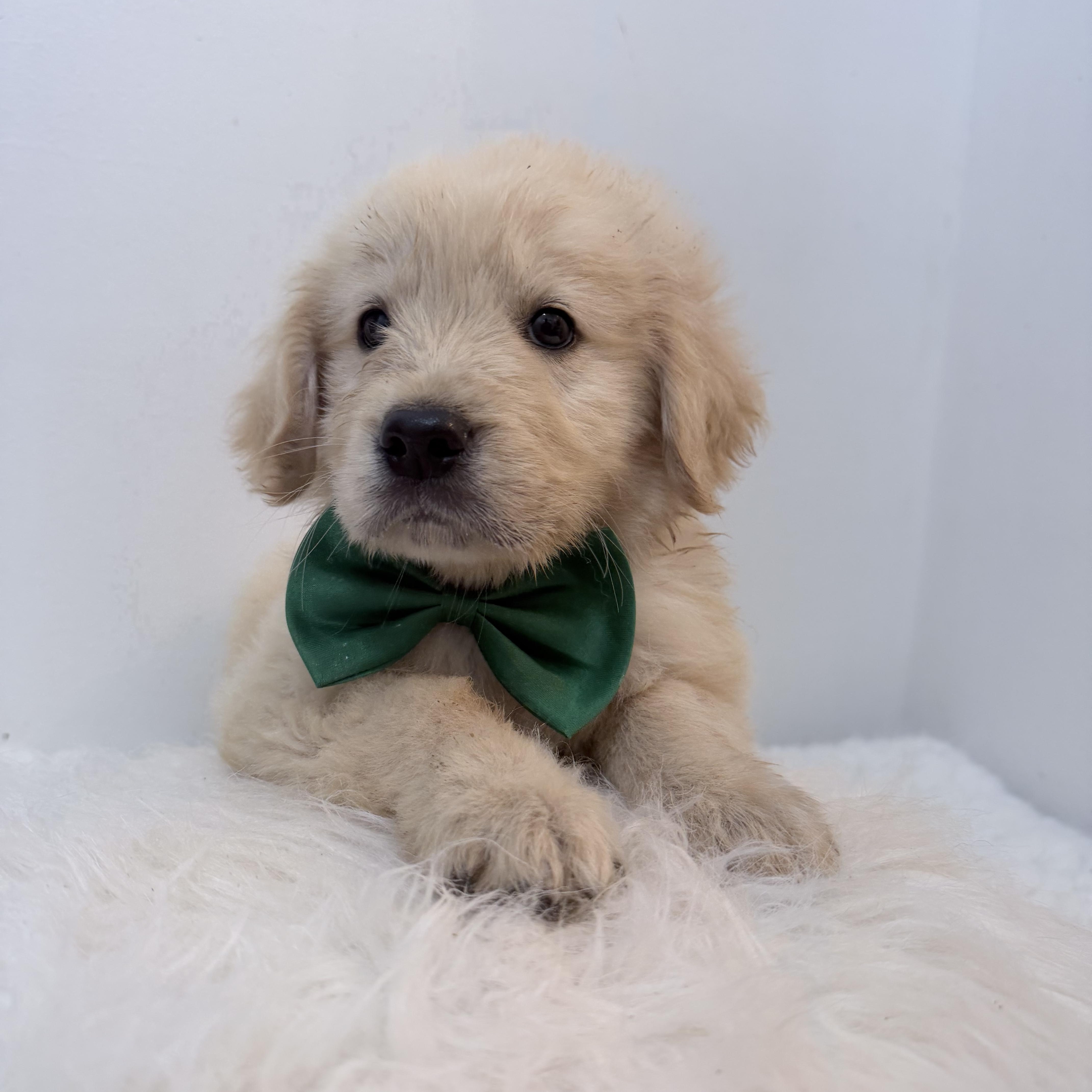Enlarge Tumi, a Adoptable Golden Retriever in Wrightstown, NJ image 3/5
