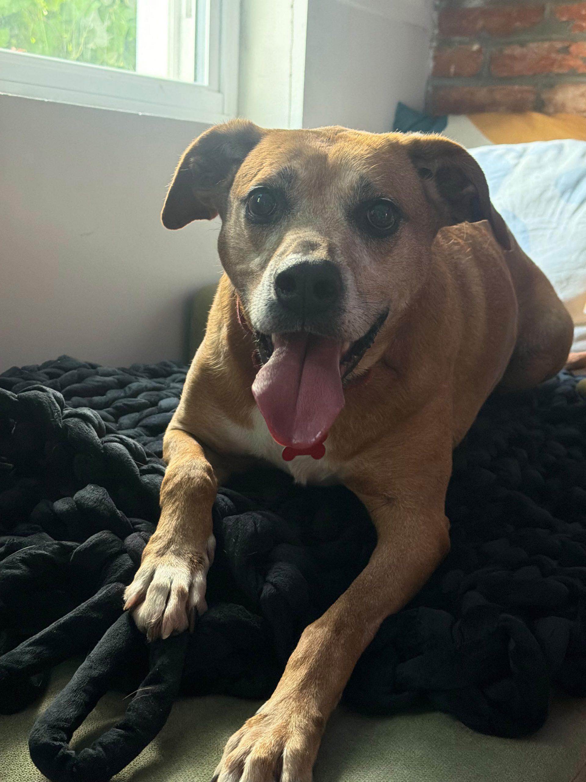 Honey 2, Adoptable, Adult Female Retriever & Mixed Breed.