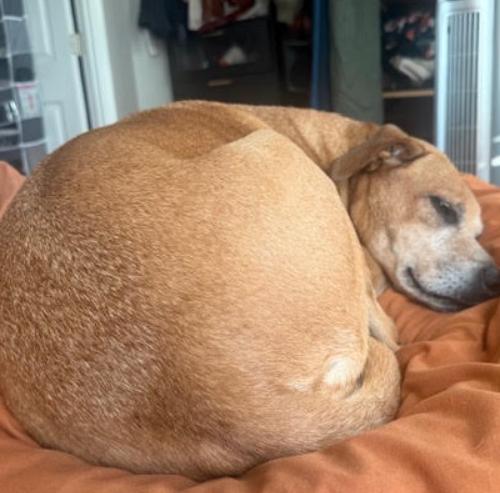 Honey 2, Adoptable, Adult Female Retriever & Mixed Breed.