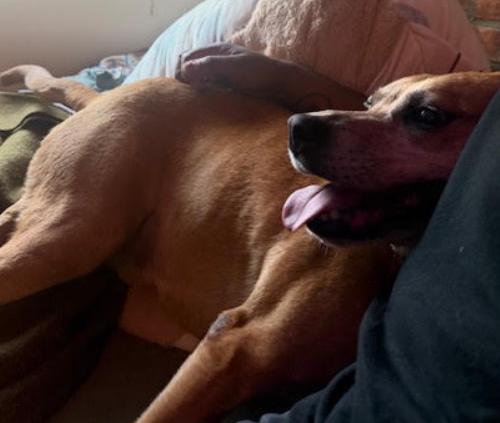 Honey 2, a Adoptable mixed breed in Washington DC, DC image 2/5