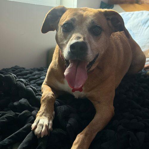 Enlarge Honey 2, a Adoptable mixed breed in Washington DC, DC image 2/2