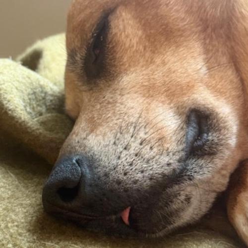 Honey 2, a Adoptable mixed breed in Washington DC, DC image 4/5