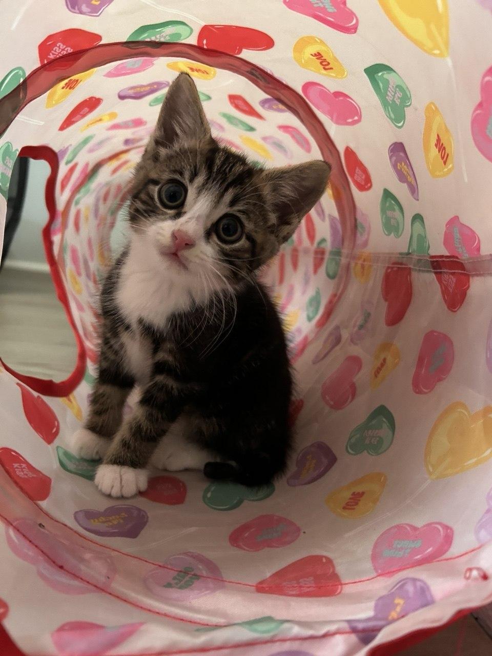 Enlarge Loki, a ADOPTABLE Domestic Short Hair in Macclesfield, NC image 2/2
