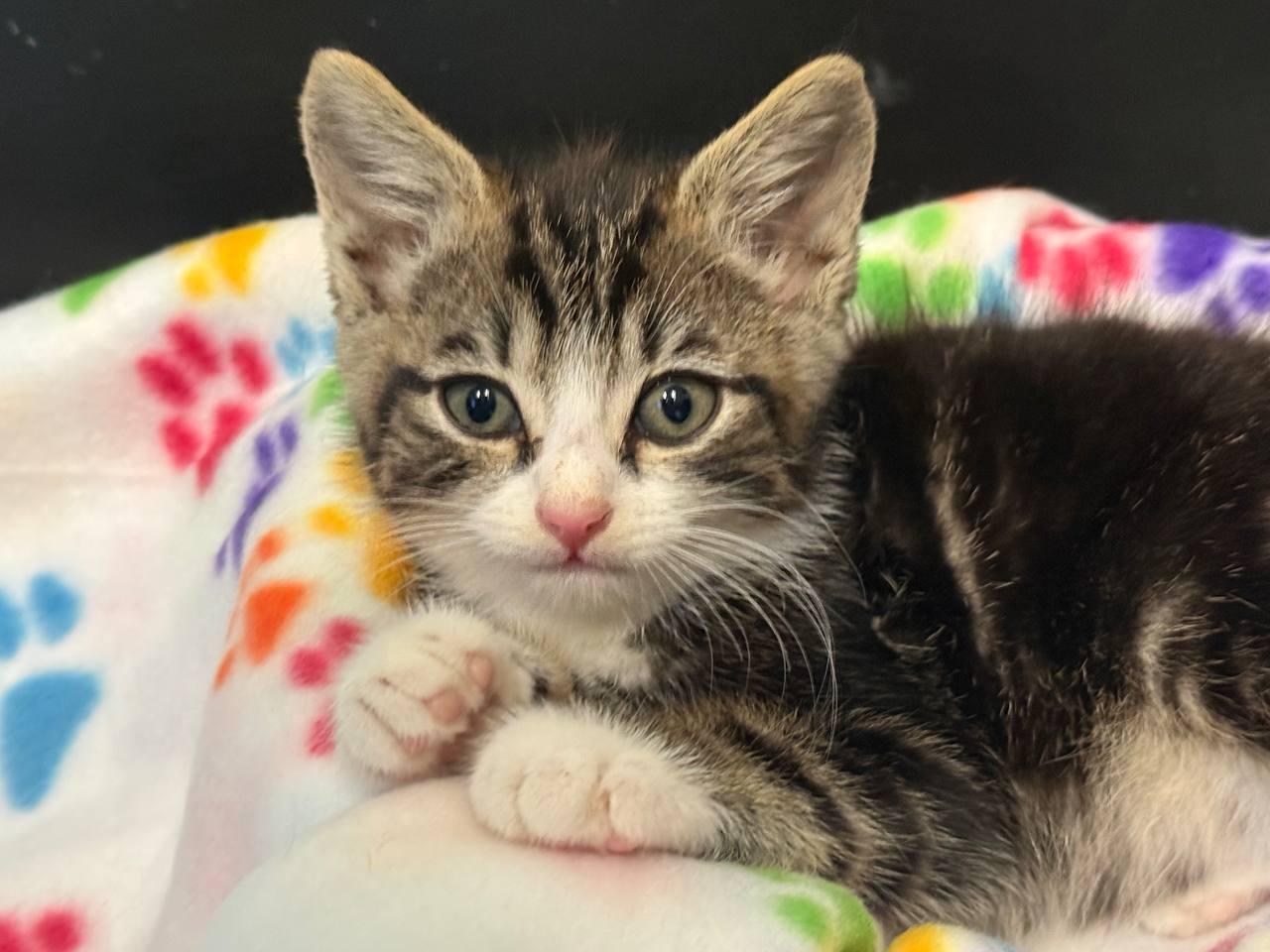 Loki, ADOPTABLE, Kitten Male Domestic Short Hair.