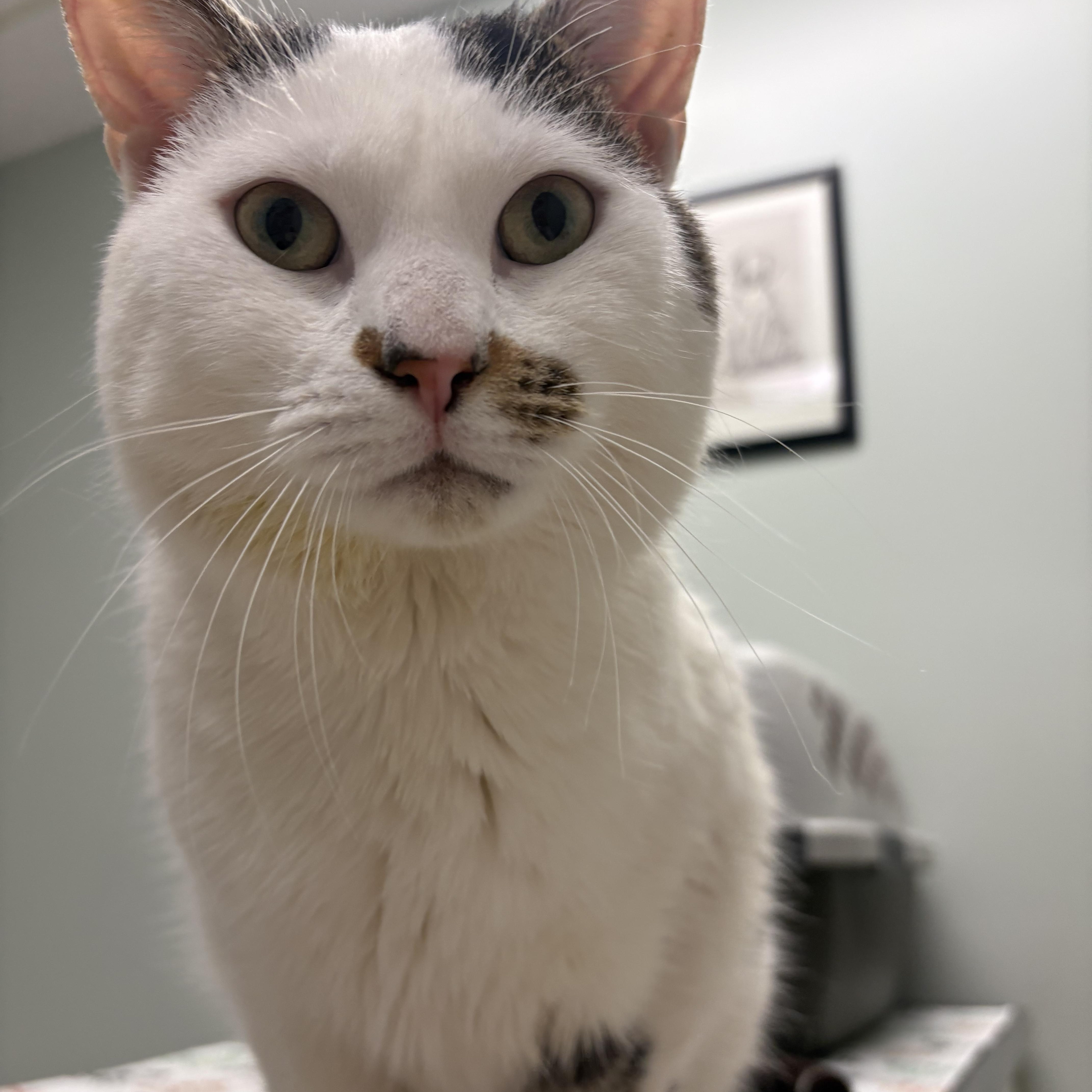 Enlarge Stash, an adopted Domestic Short Hair in Fredericton, NB image 6/6