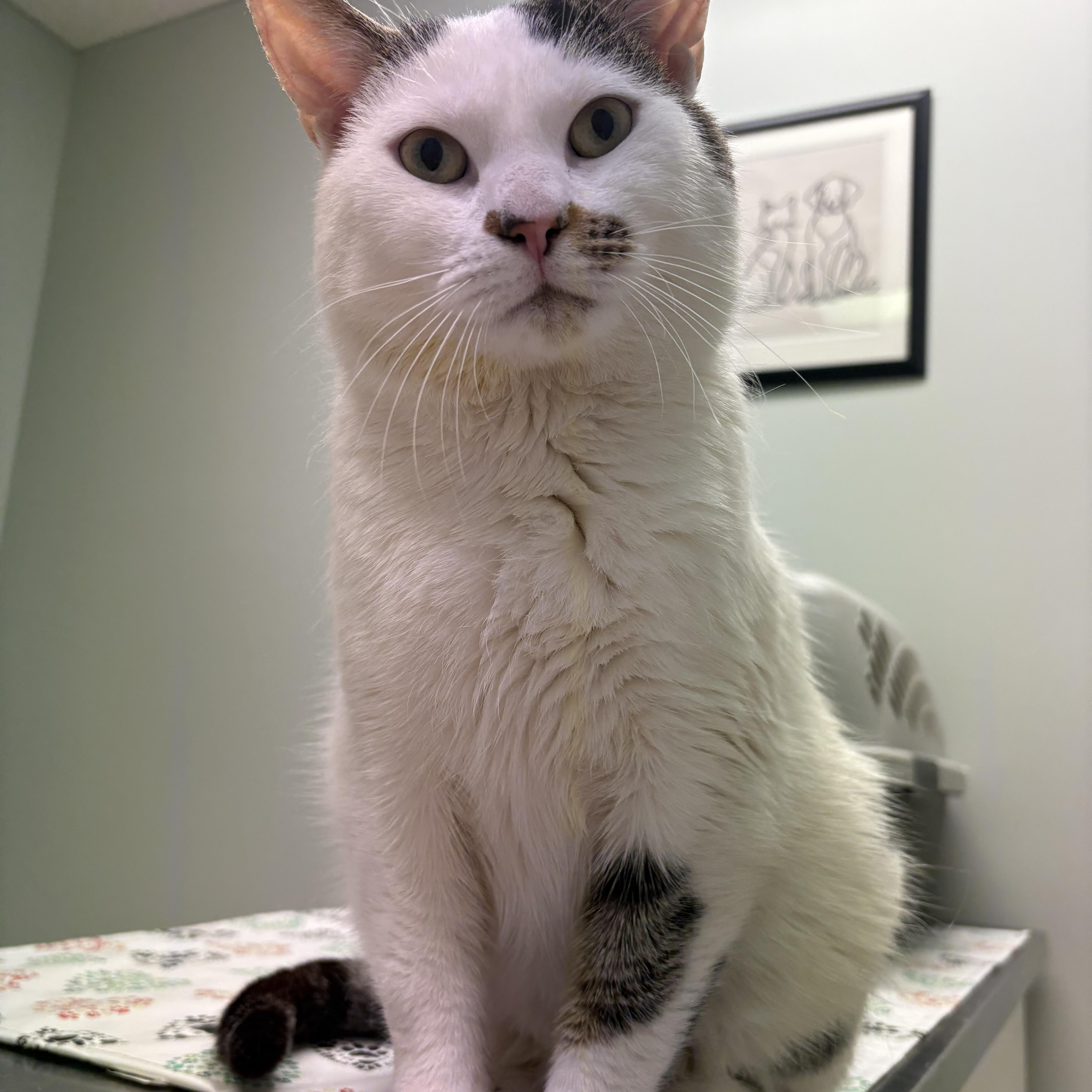Enlarge Stash, an adopted Domestic Short Hair in Fredericton, NB image 3/6