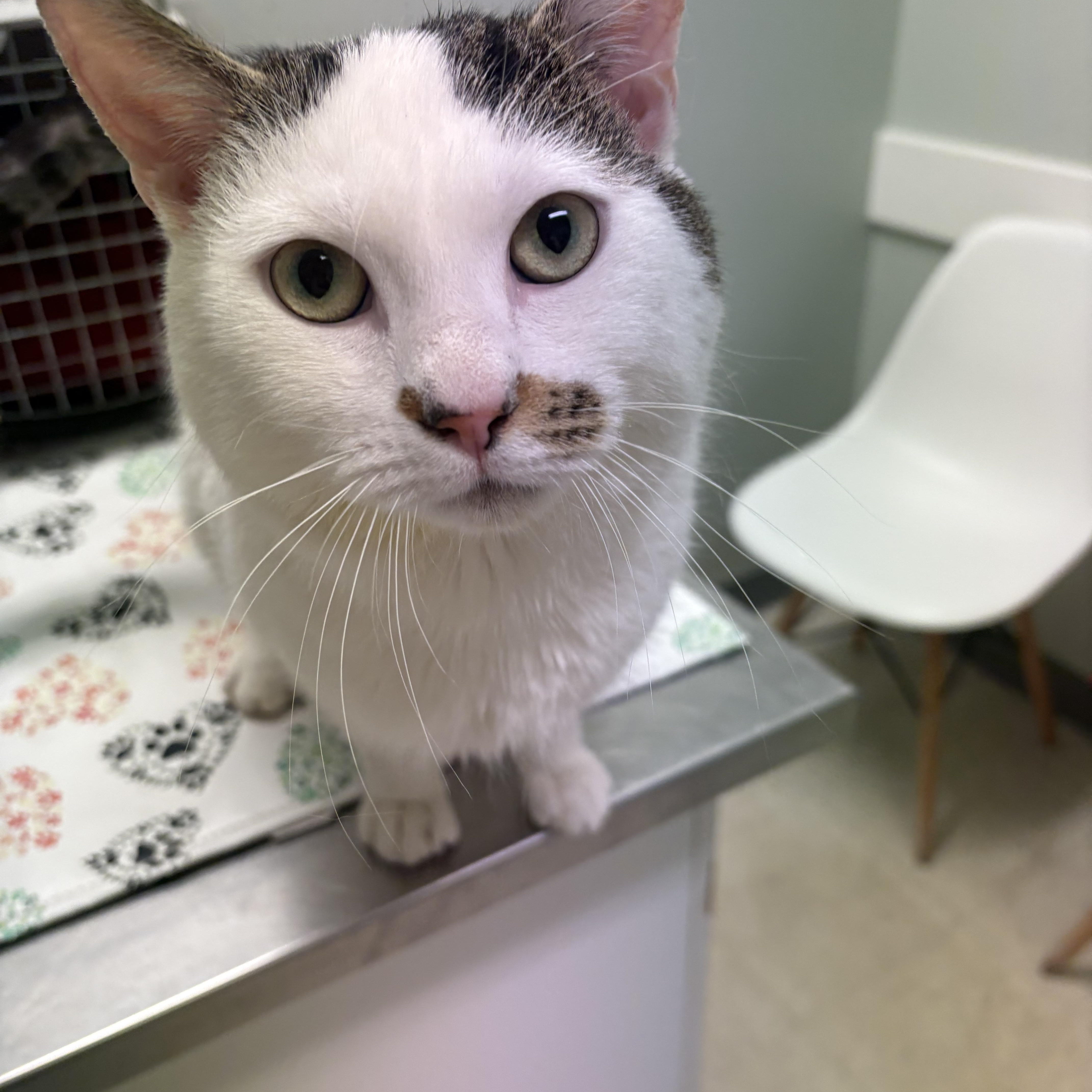 Enlarge Stash, an adopted Domestic Short Hair in Fredericton, NB image 4/6