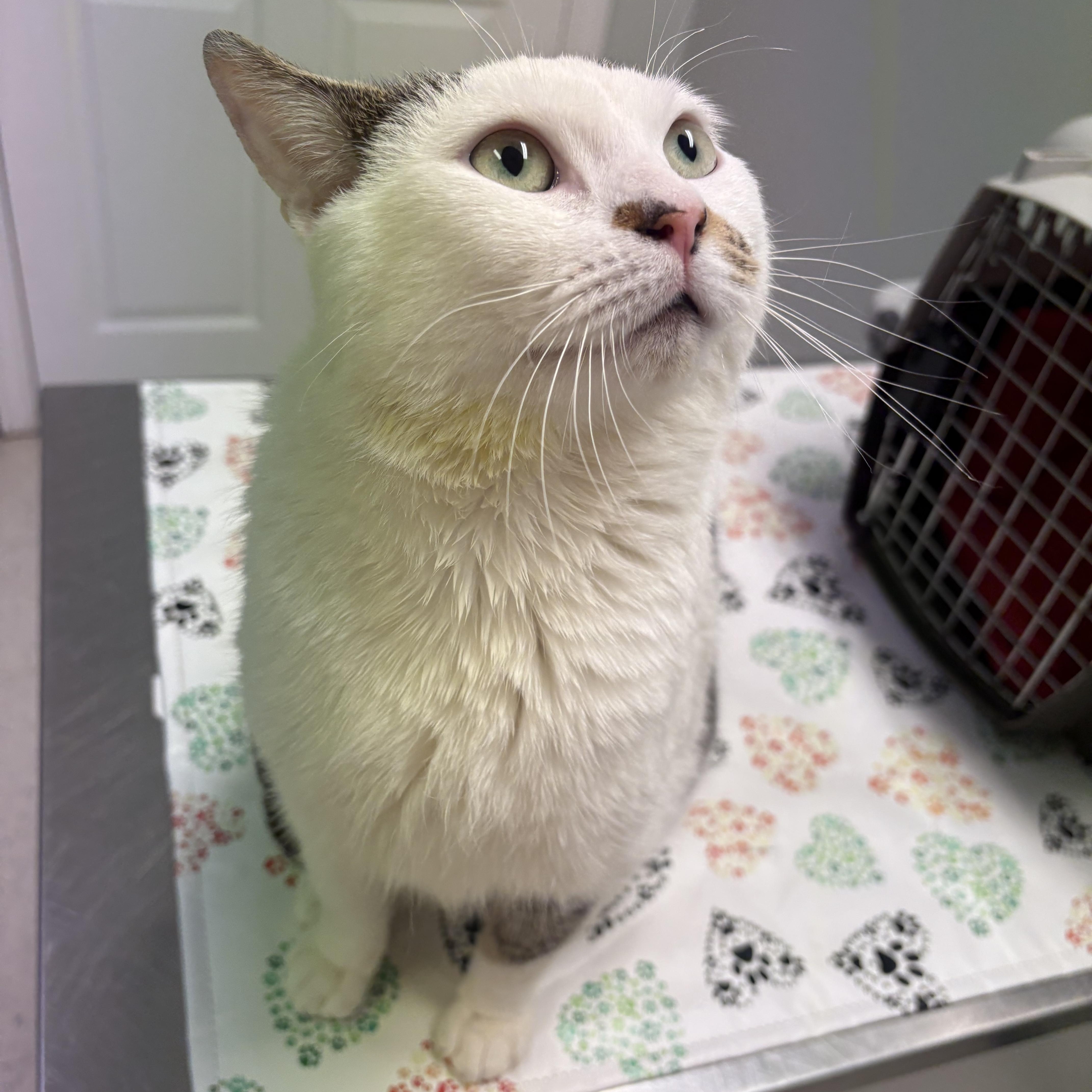 Enlarge Stash, an adopted Domestic Short Hair in Fredericton, NB image 5/6