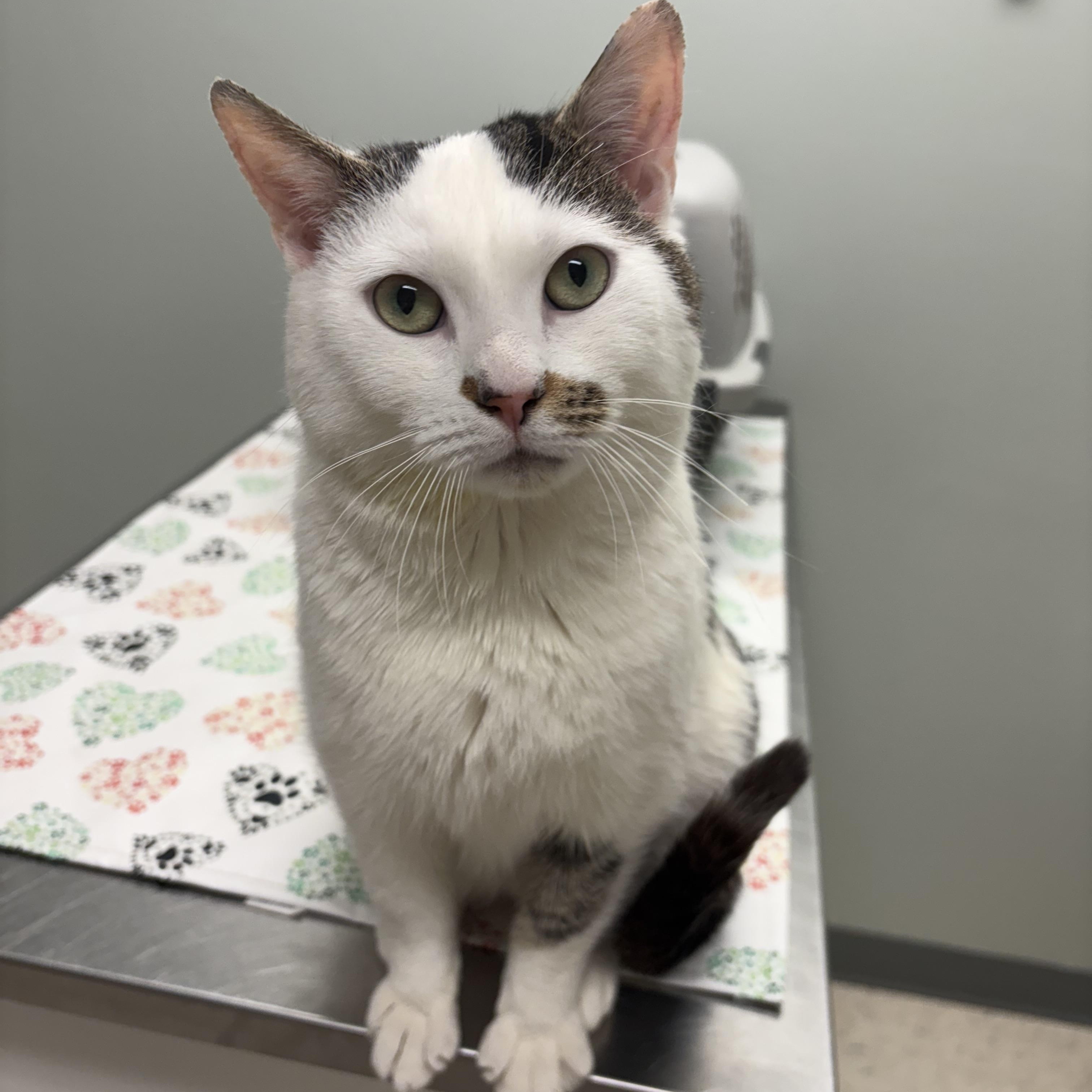 Enlarge Stash, an adopted Domestic Short Hair in Fredericton, NB image 2/6