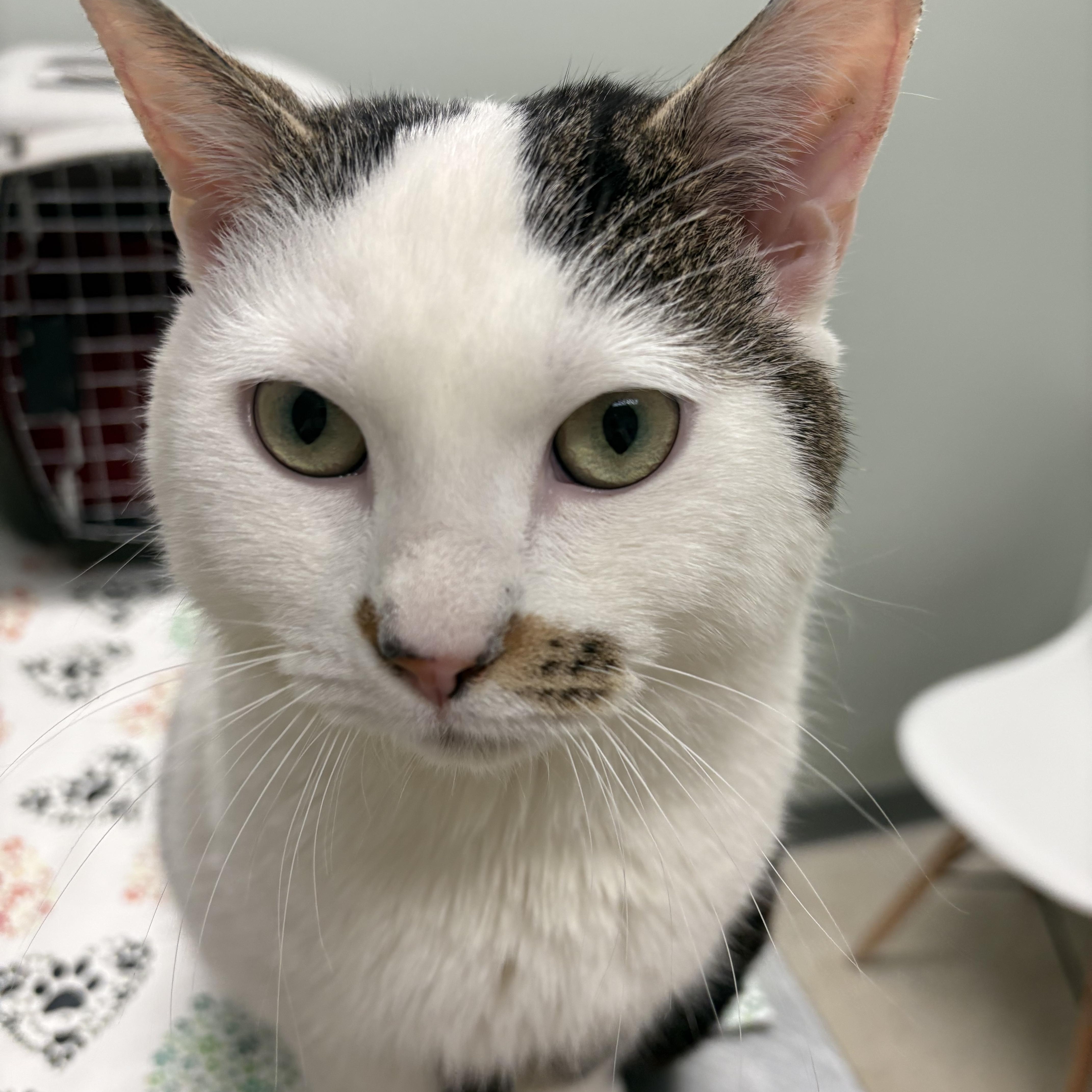 Enlarge Stash, an adopted Domestic Short Hair in Fredericton, NB image 1/6