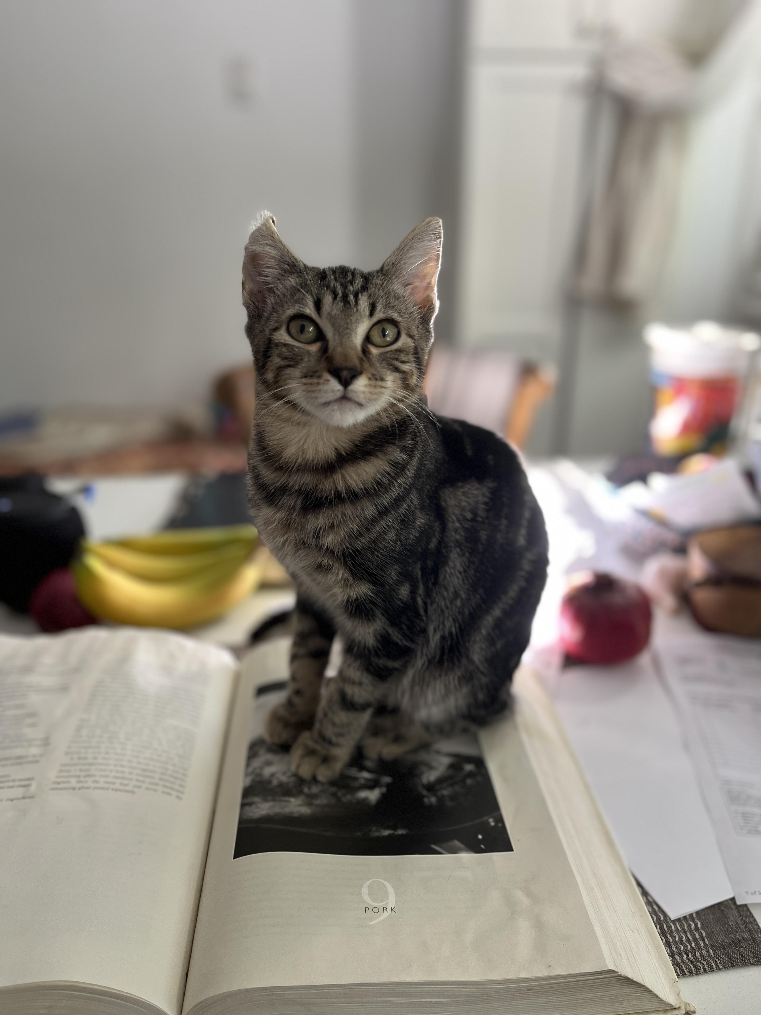 Pietro, Adoptable, Young Male Domestic Short Hair.