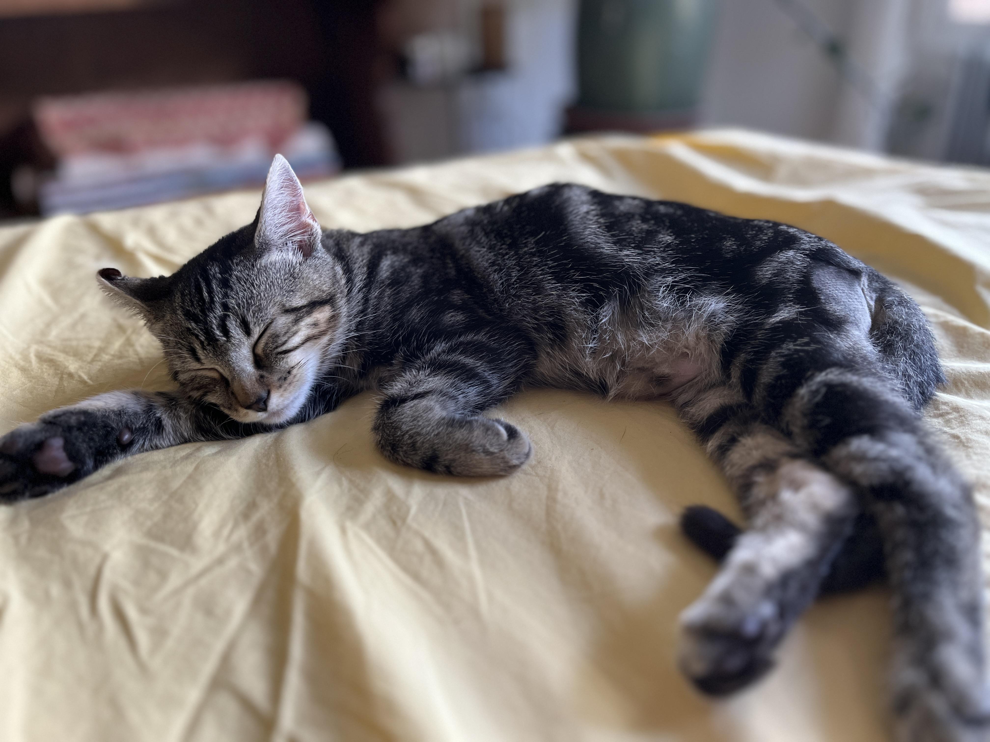 Pietro, a Adoptable mixed breed in Brooklyn, NY image 2/6