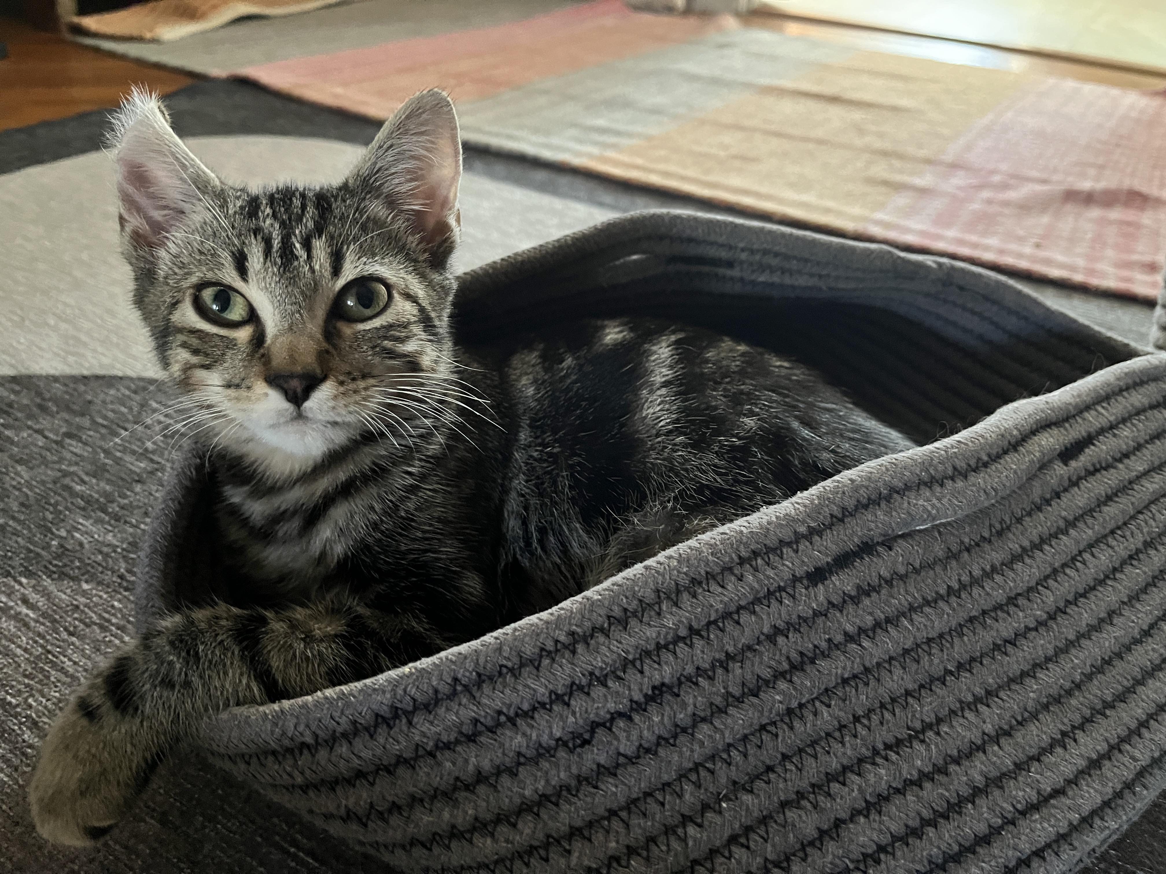 Pietro, a Adoptable mixed breed in Brooklyn, NY image 3/6