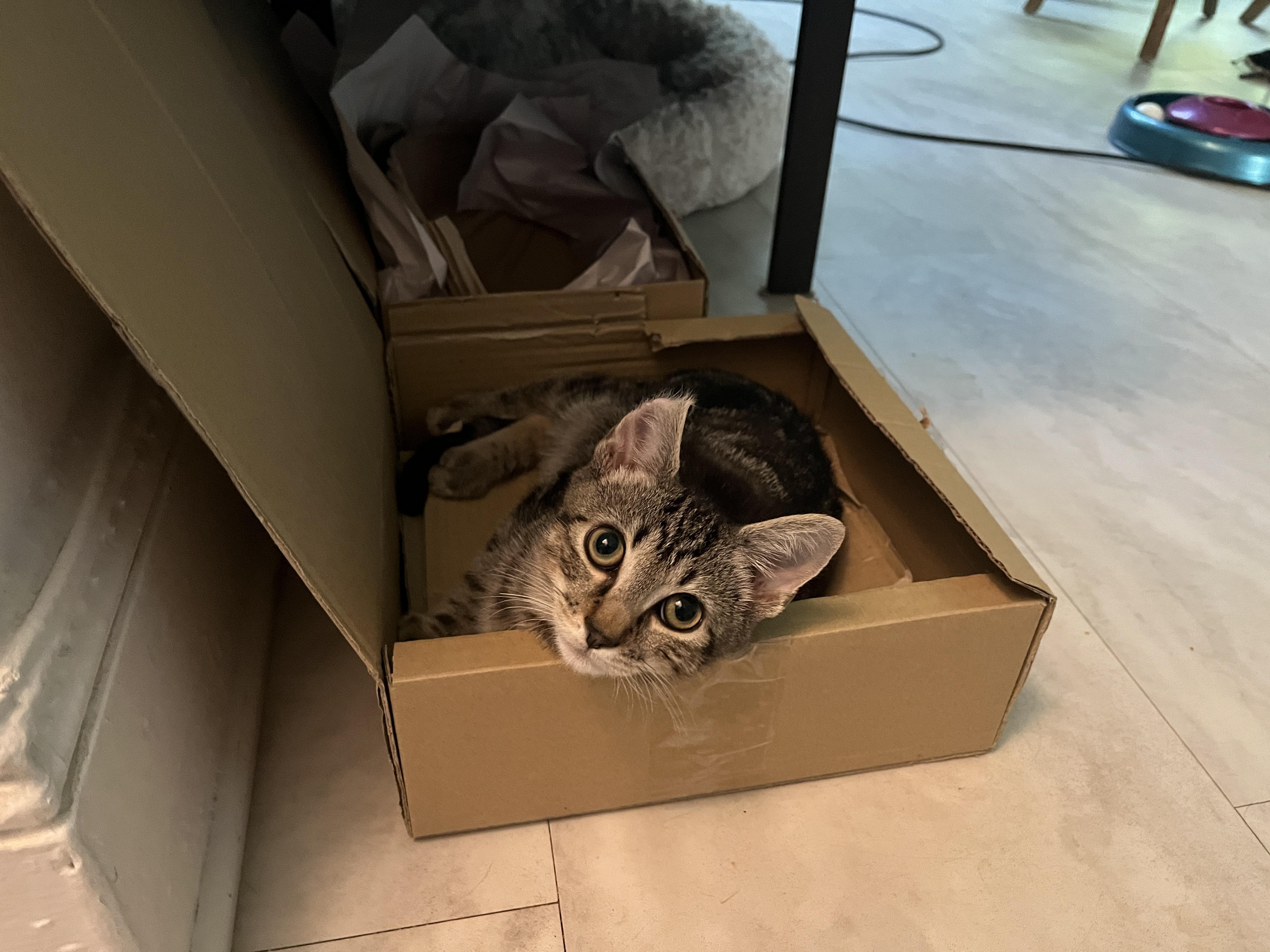 Pietro, a Adoptable mixed breed in Brooklyn, NY image 4/6