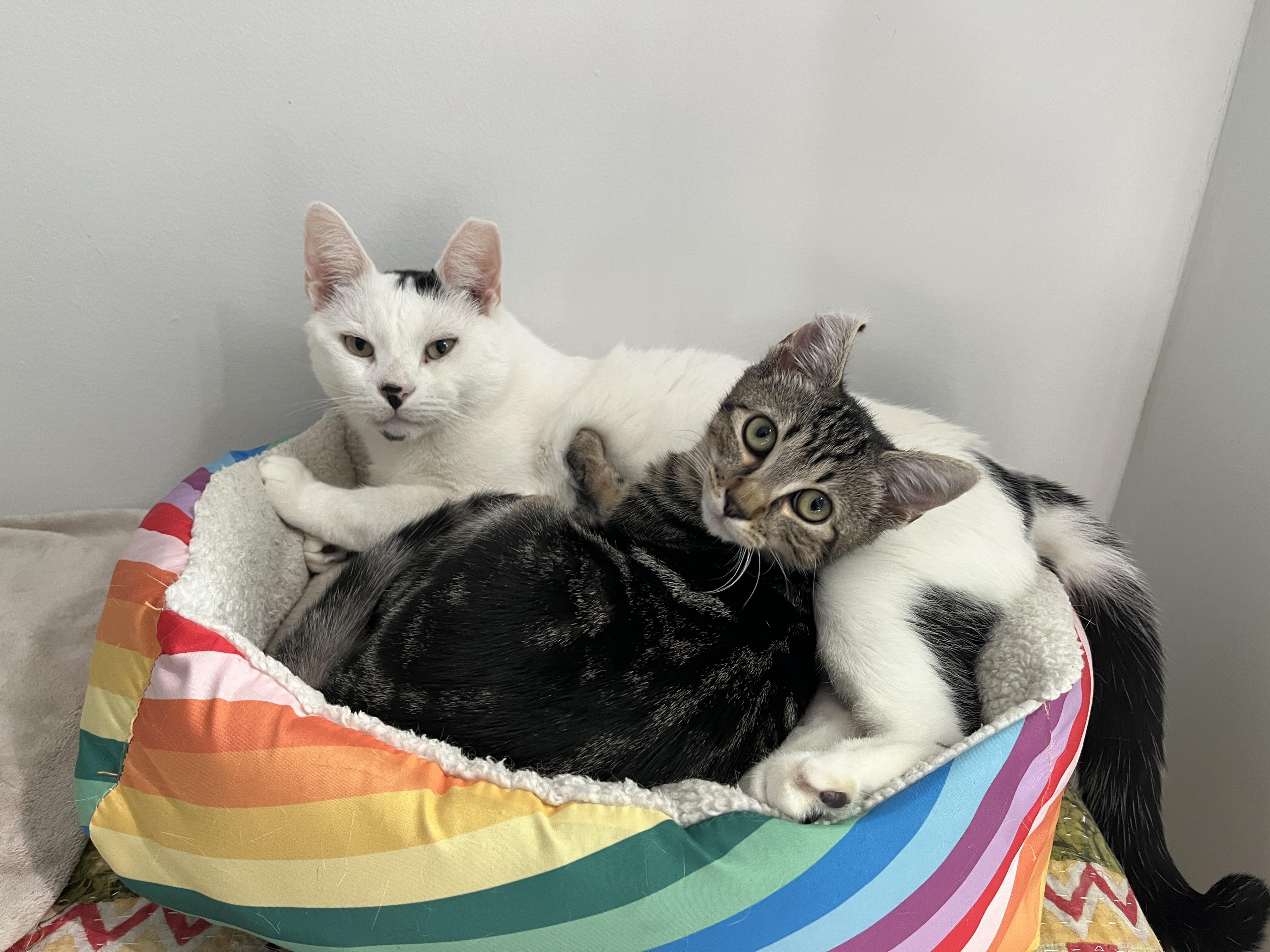 Pietro, a Adoptable mixed breed in Brooklyn, NY image 5/6