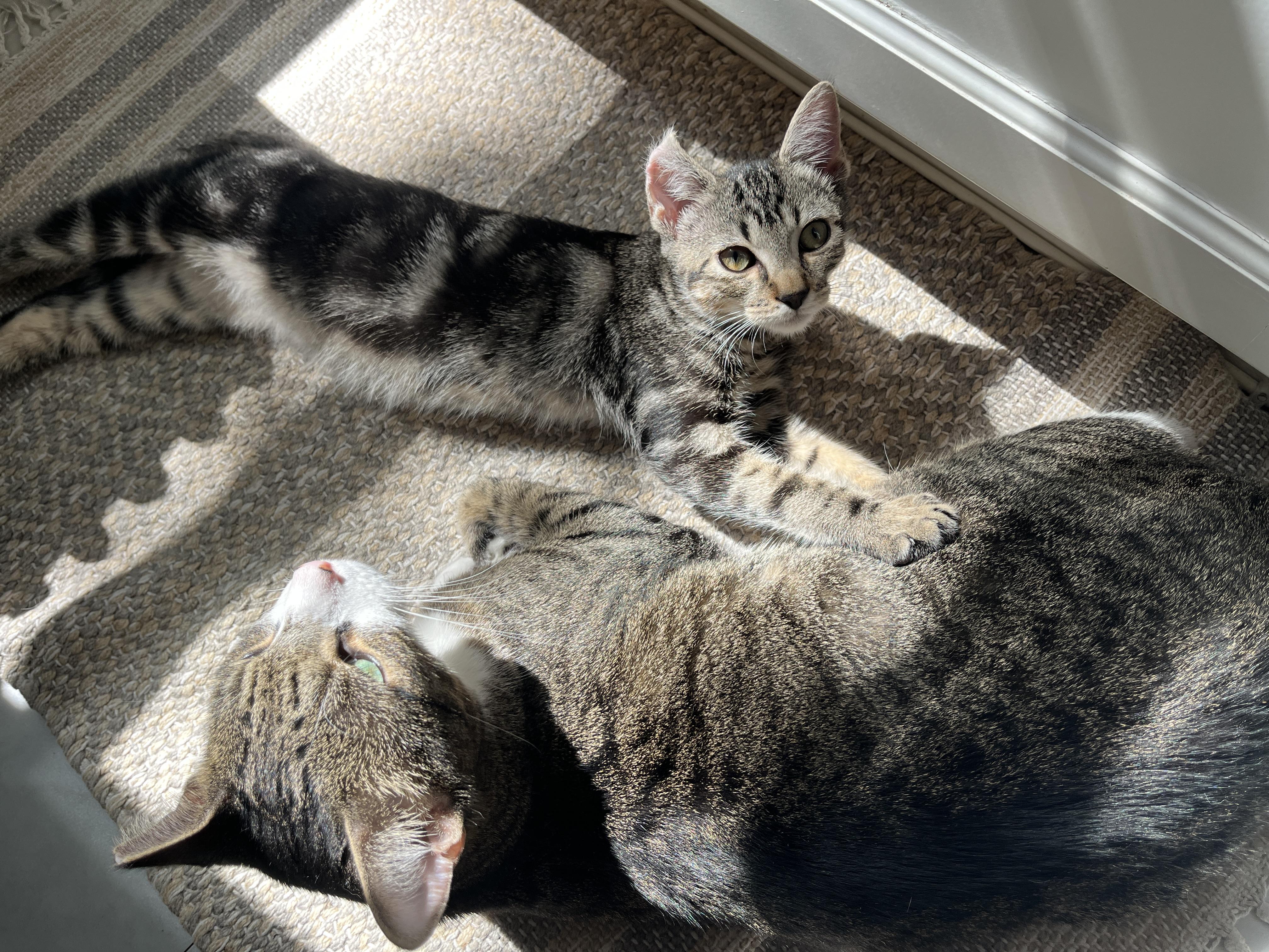 Pietro, a Adoptable mixed breed in Brooklyn, NY image 6/6