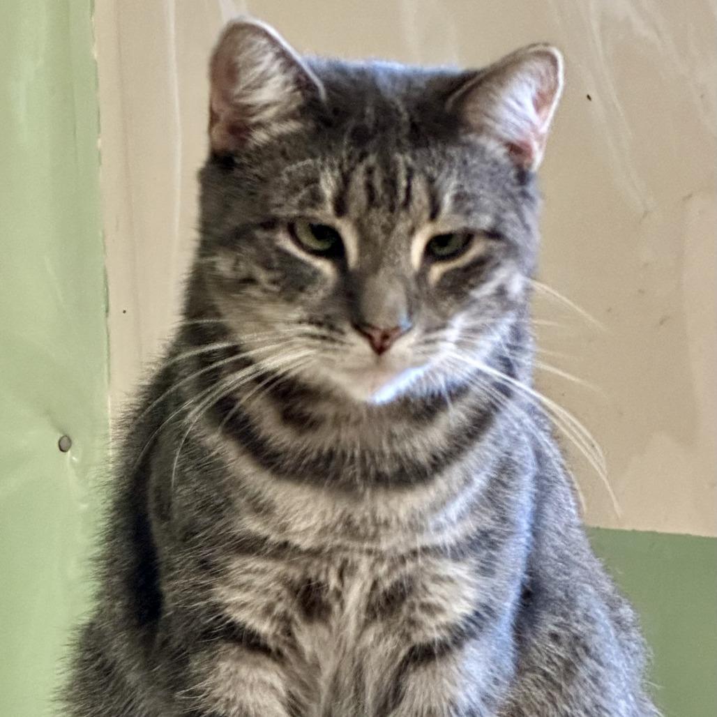 Road Runner, a Adoptable Domestic Short Hair in Hudson, NY image 2/3