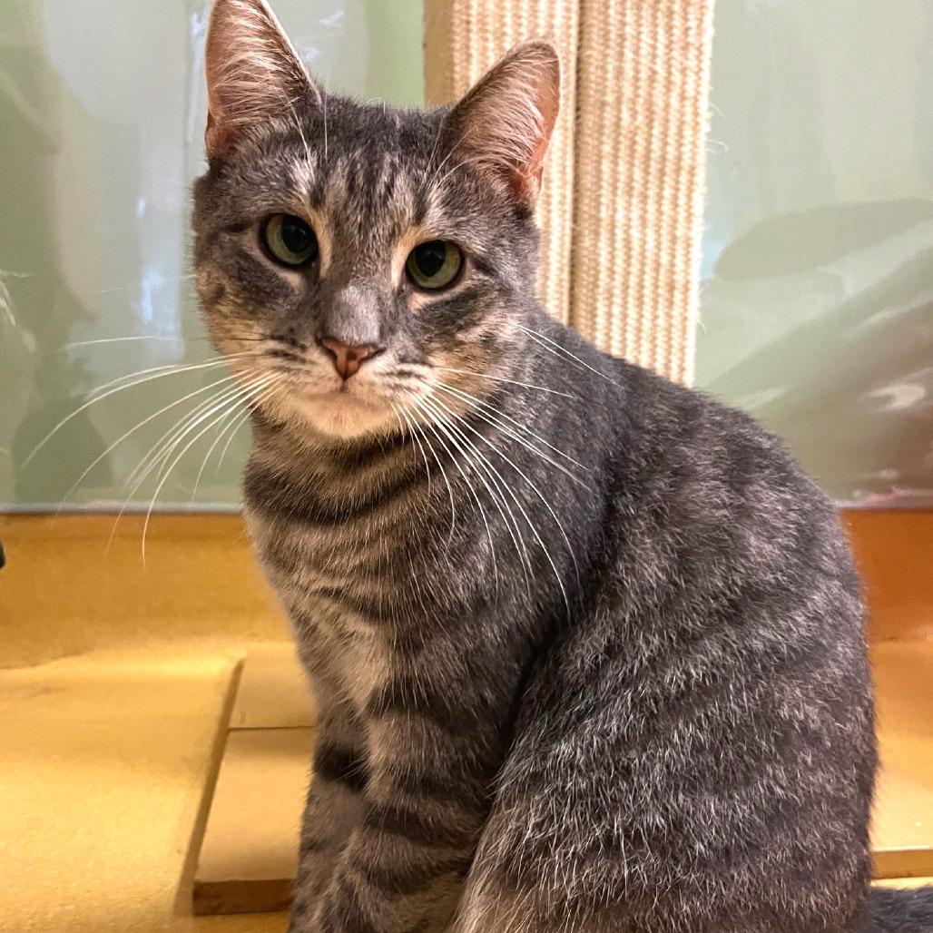 Road Runner, a Adoptable Domestic Short Hair in Hudson, NY image 1/3