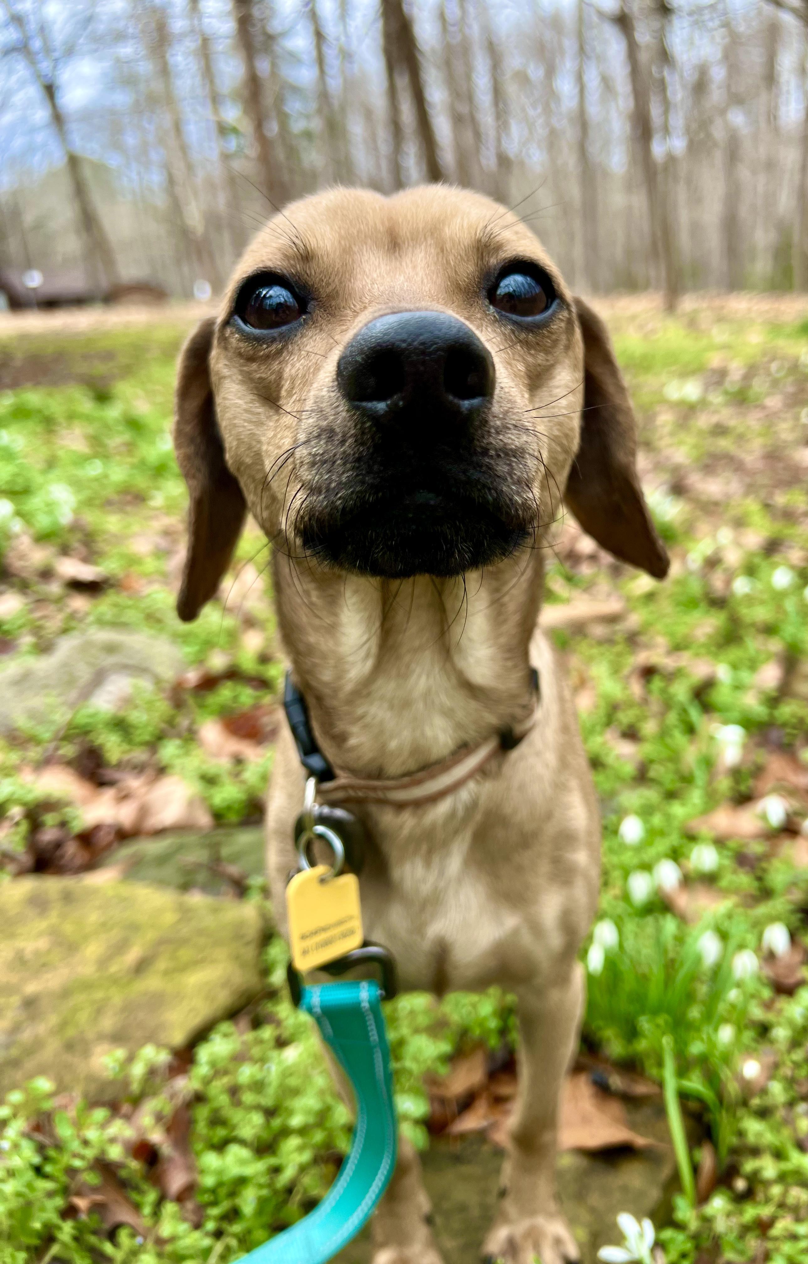 Dougie, ADOPTABLE, Adult Male Dachshund & Chihuahua.