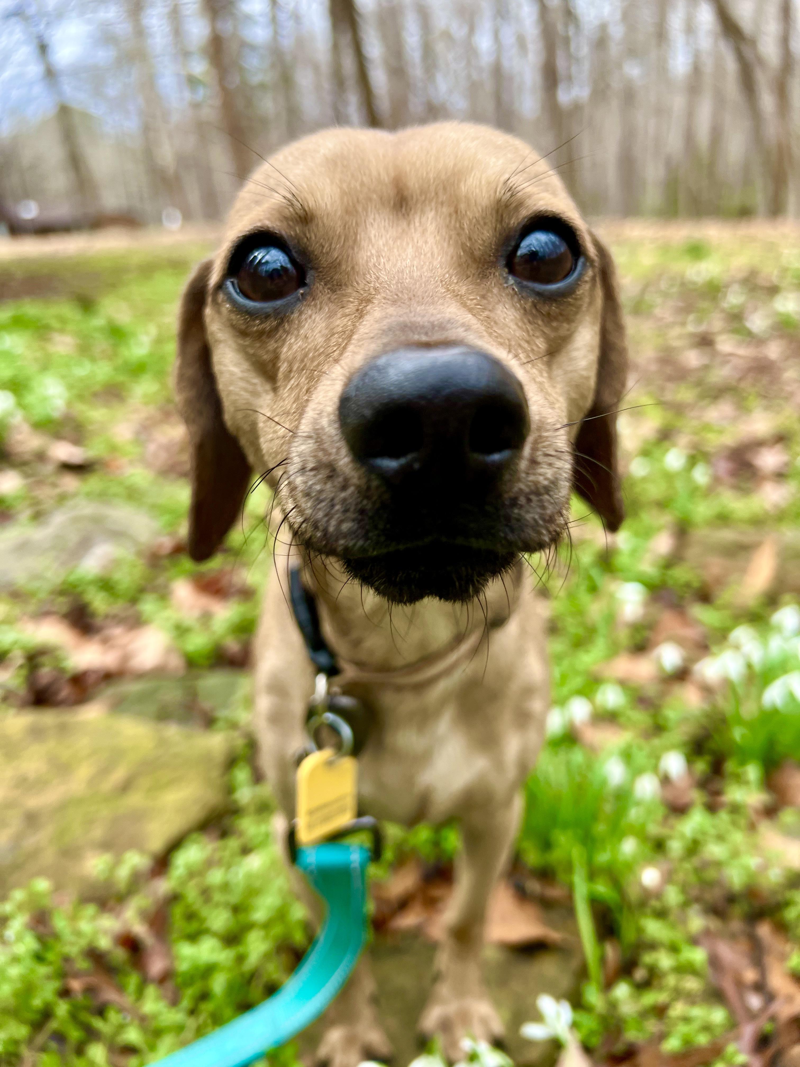 Enlarge Dougie, a ADOPTABLE mixed breed in Pittsboro, NC image 3/6