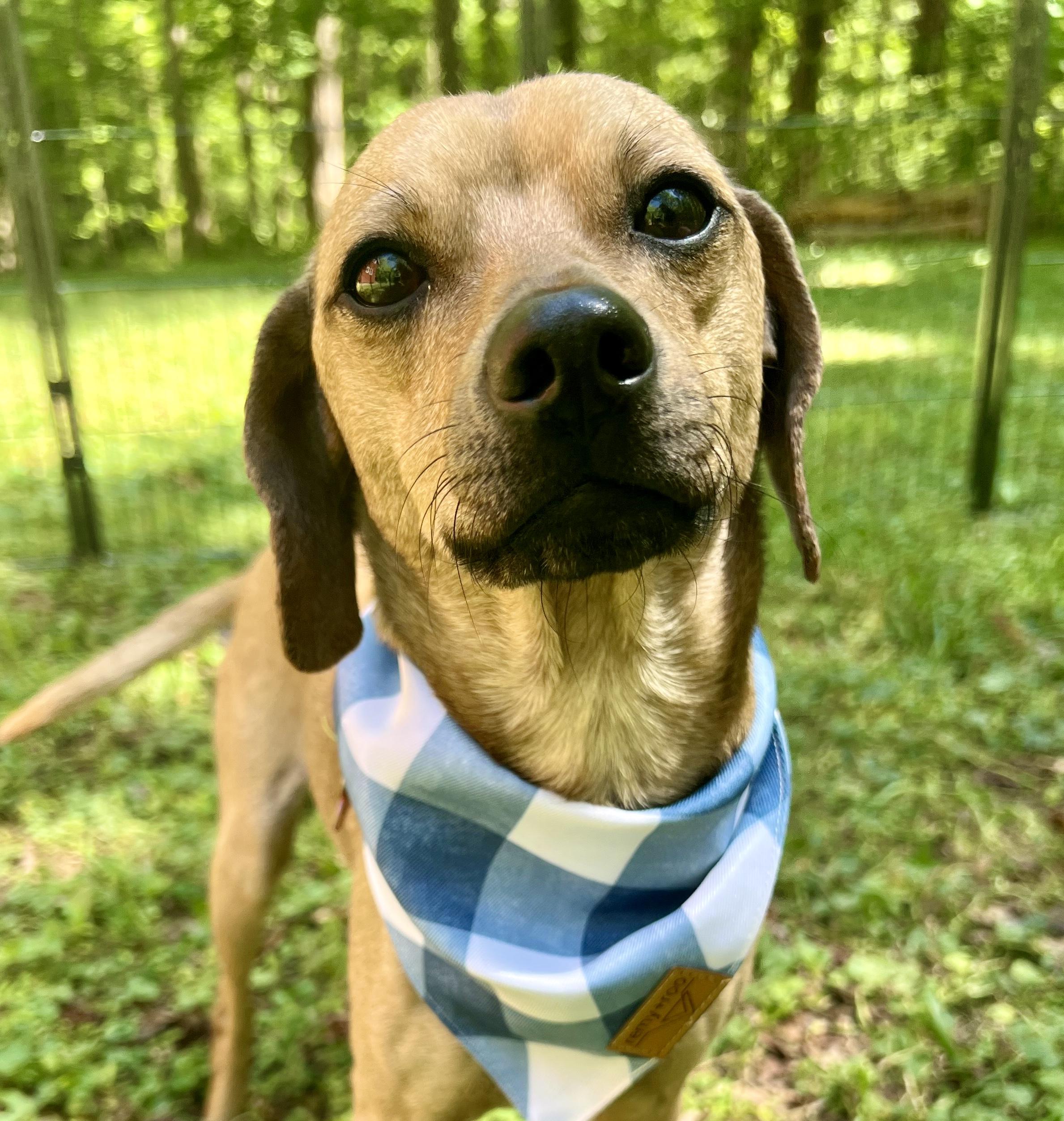 Dougie, adoptable, Young Male Dachshund & Chihuahua.
