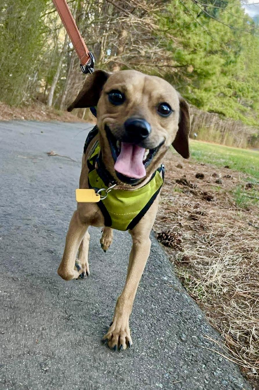 Enlarge Dougie, an adopted mixed breed in Pittsboro, NC image 4/6
