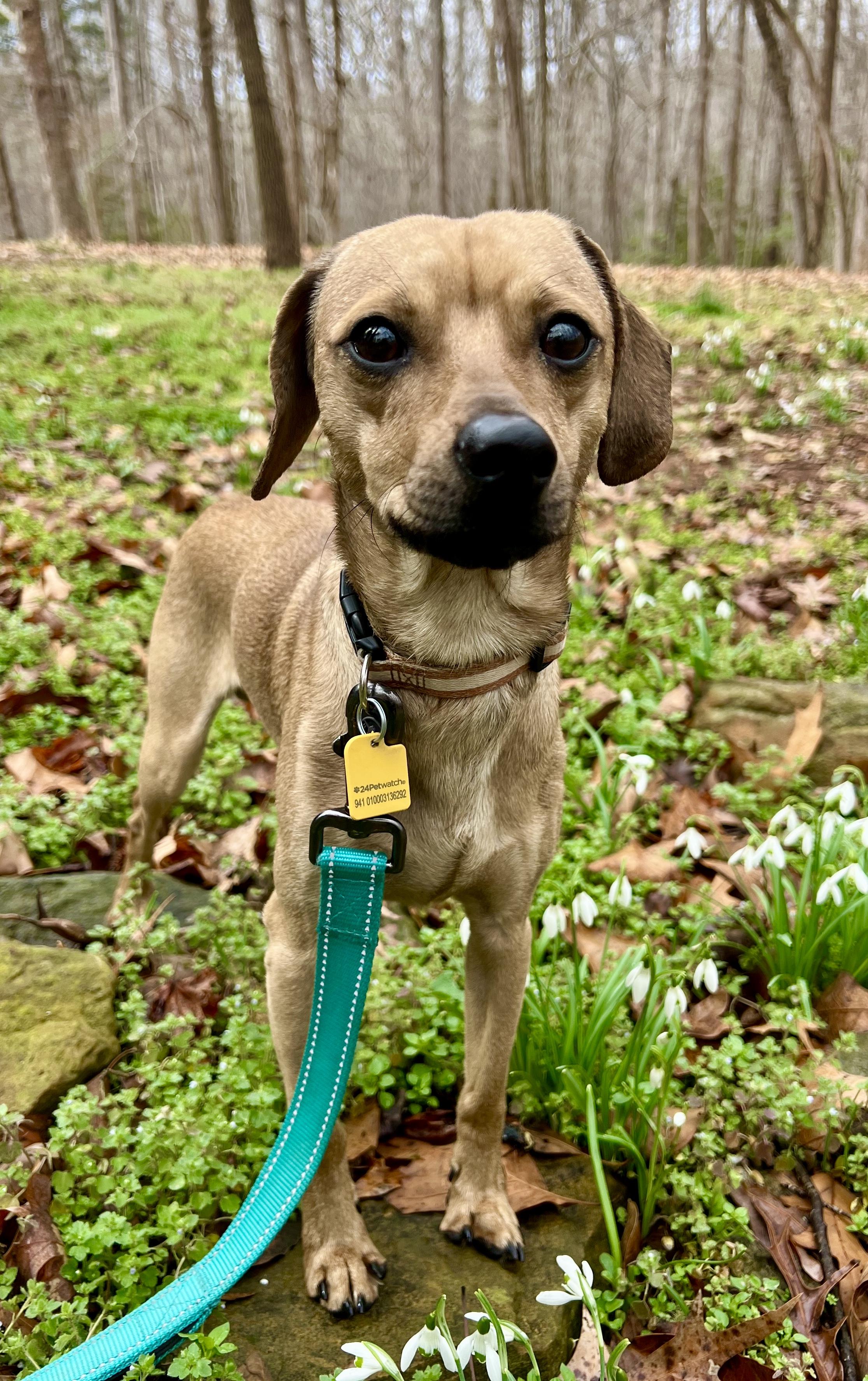 Enlarge Dougie, a ADOPTABLE mixed breed in Pittsboro, NC image 2/6