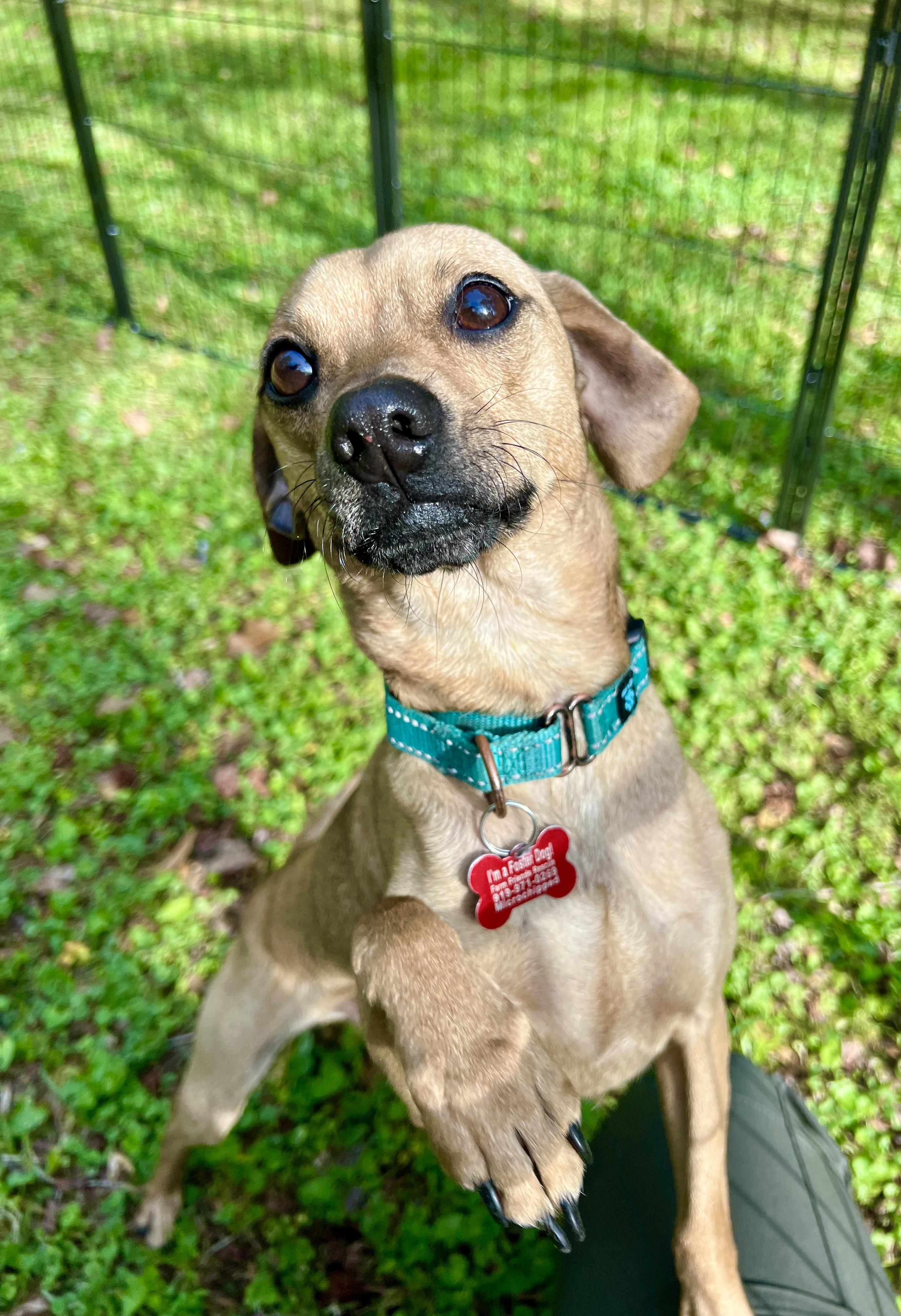 Enlarge Dougie, an adopted mixed breed in Pittsboro, NC image 2/6