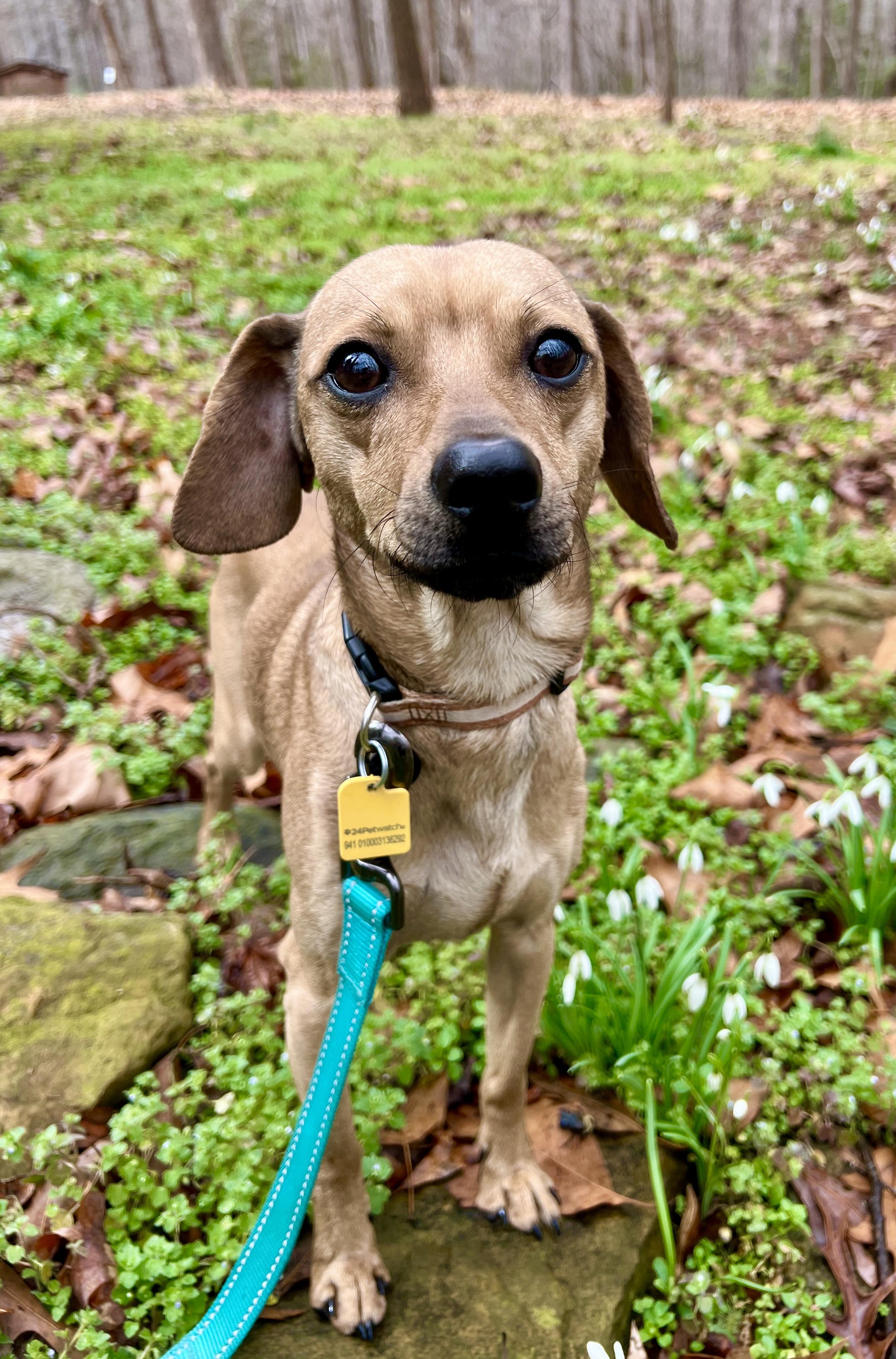 Dougie, ADOPTABLE, Adult Male Dachshund & Chihuahua.