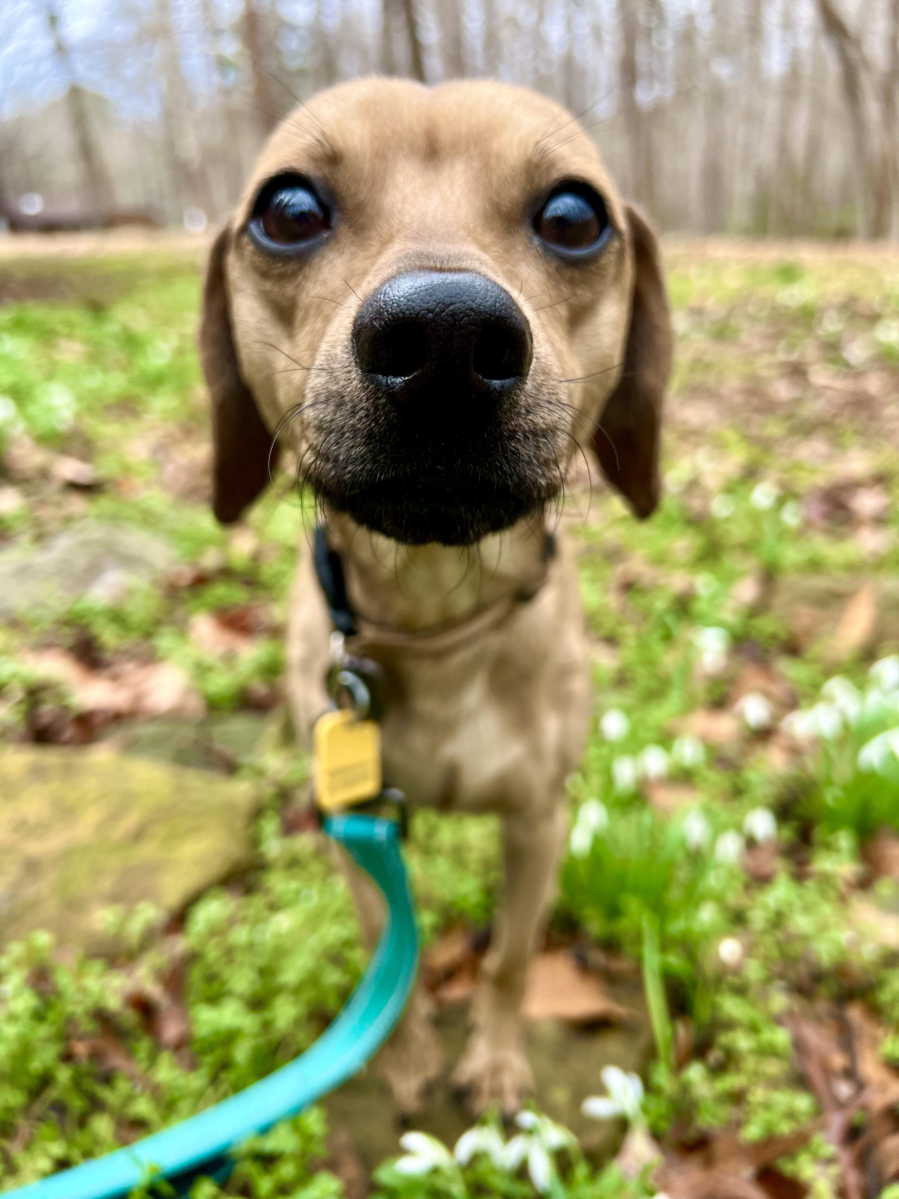Enlarge Dougie, a ADOPTABLE mixed breed in Pittsboro, NC image 6/6