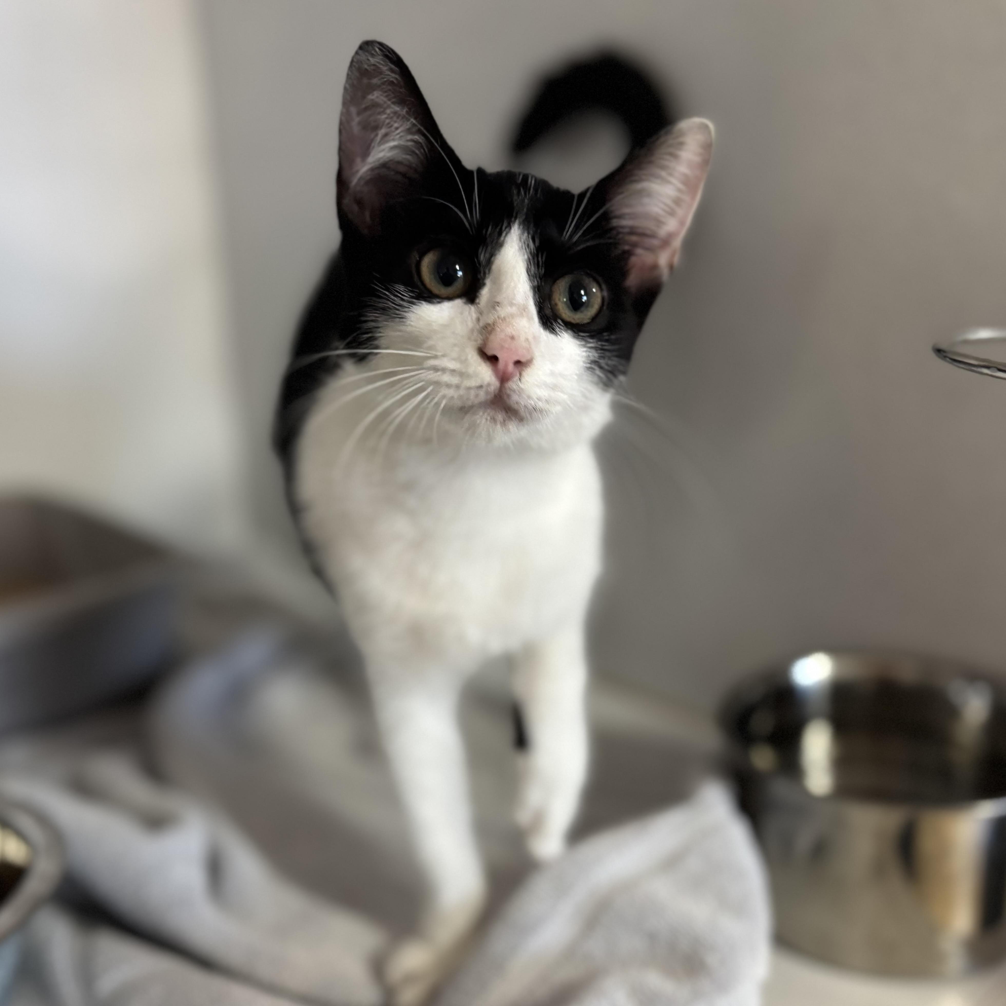 Enlarge Kumquat, a Adoptable mixed breed in Howell, NJ image 4/5