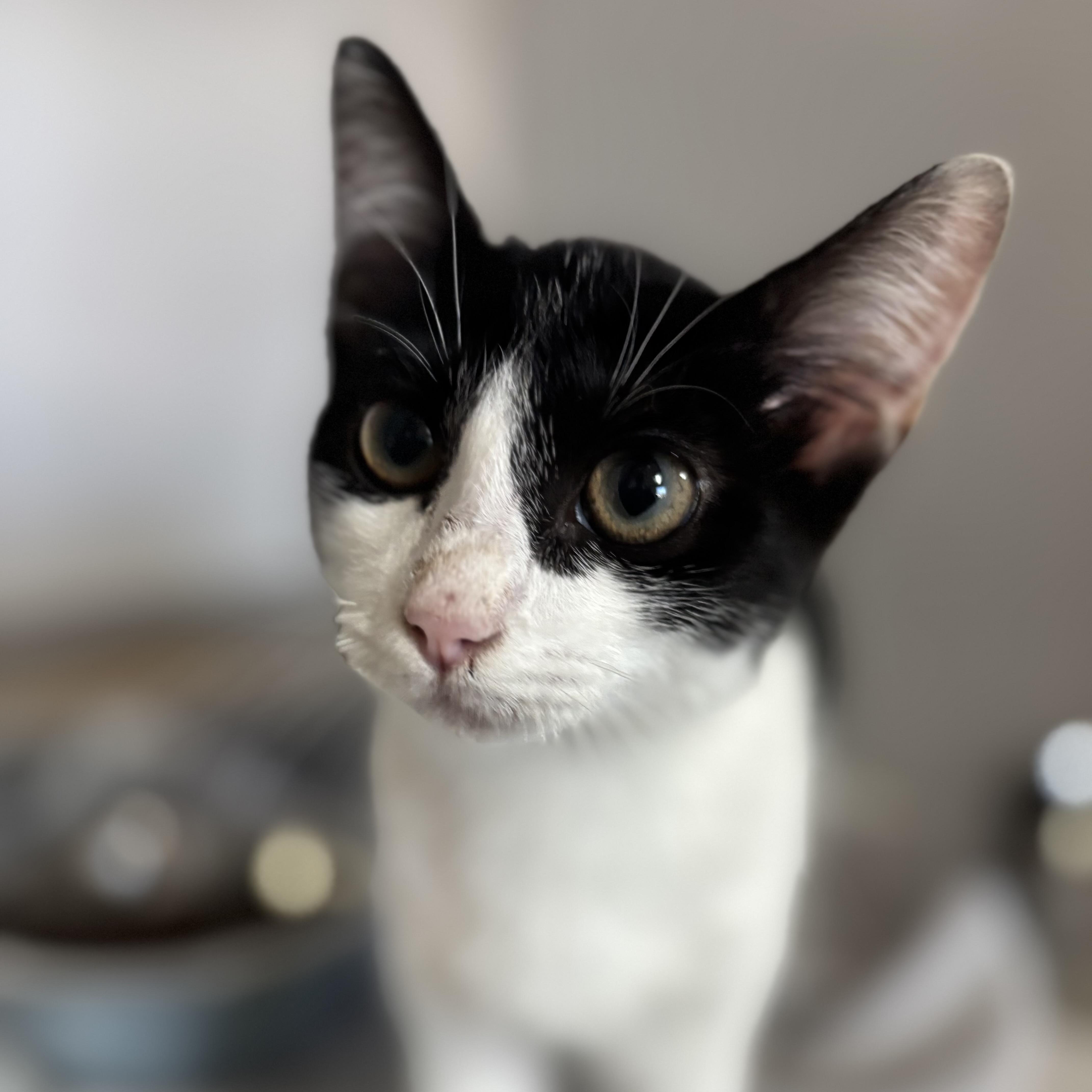 Enlarge Kumquat, a Adoptable mixed breed in Howell, NJ image 2/5